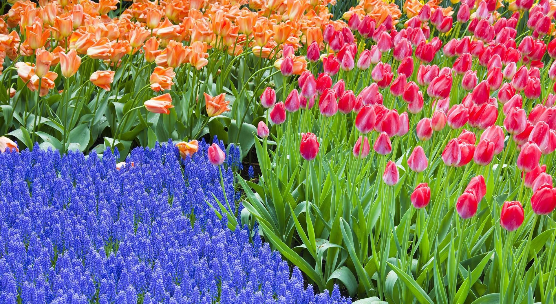 greens, flower bed, flowers, tulips, flowerbed, spring, hyacinths Phone Background