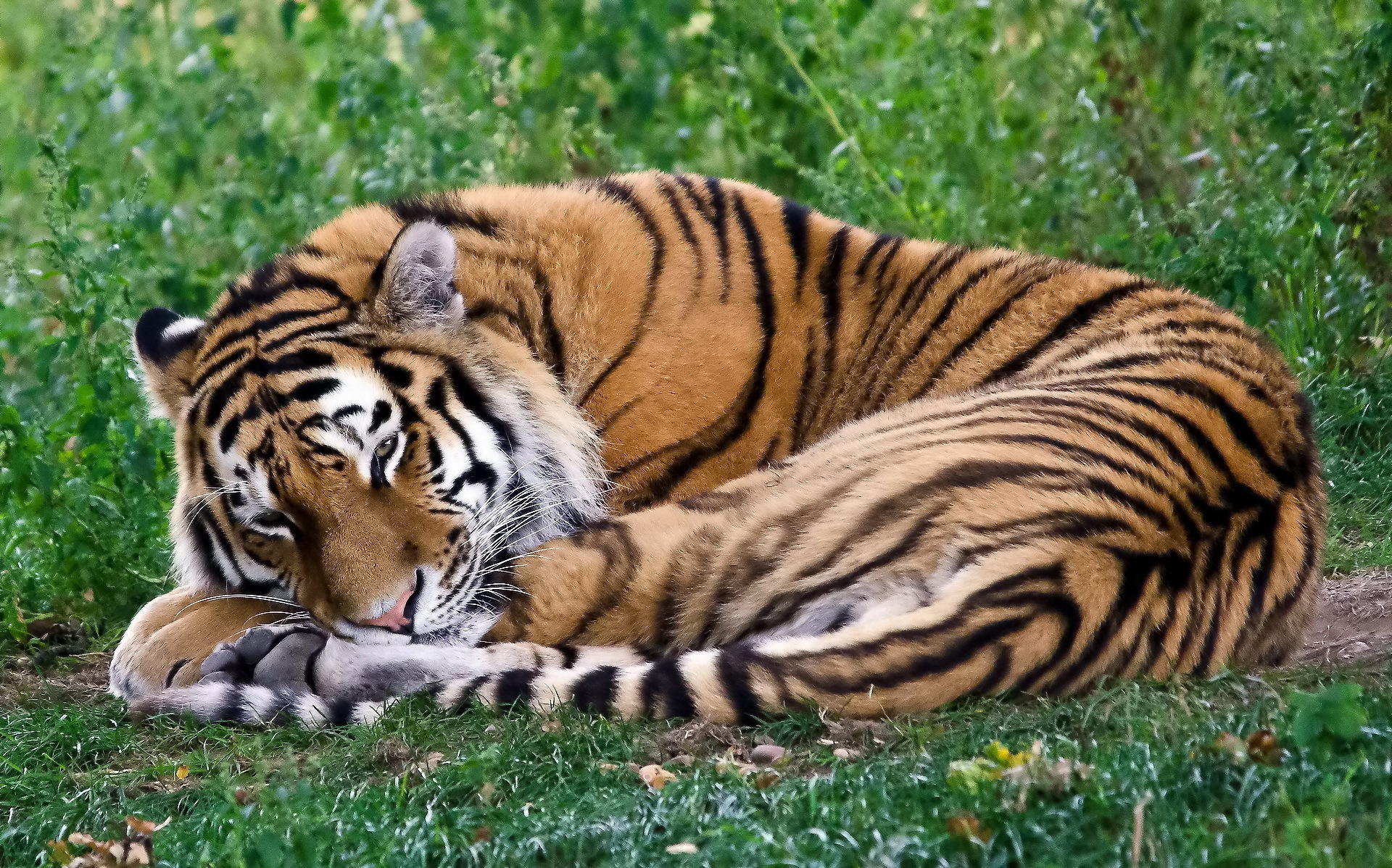 79303 download wallpaper animals, grass, to lie down, lie, predator, tiger, sleep, dream, curl up, curdle screensavers and pictures for free