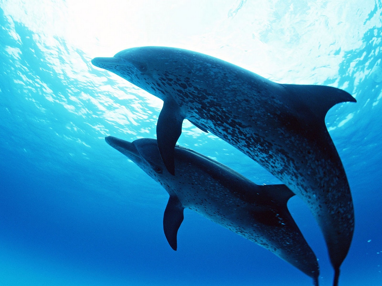 2492 baixar papel de parede animais, golfinhos, mar, azul - protetores de tela e imagens gratuitamente