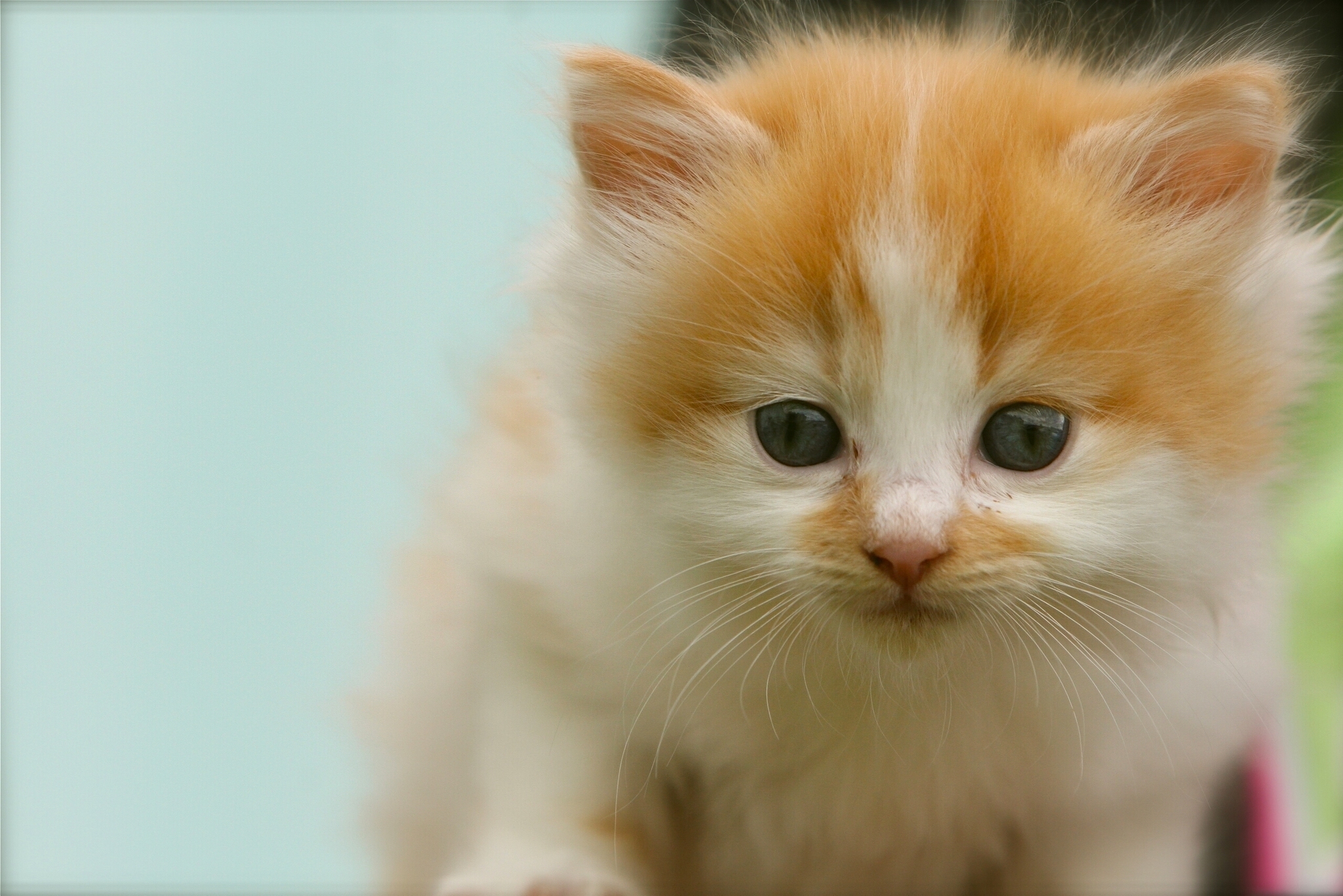 Laden Sie das Tiere, Kätzchen, Gefleckt, Fleckig, Sicht, Meinung-Bild kostenlos auf Ihren PC-Desktop herunter