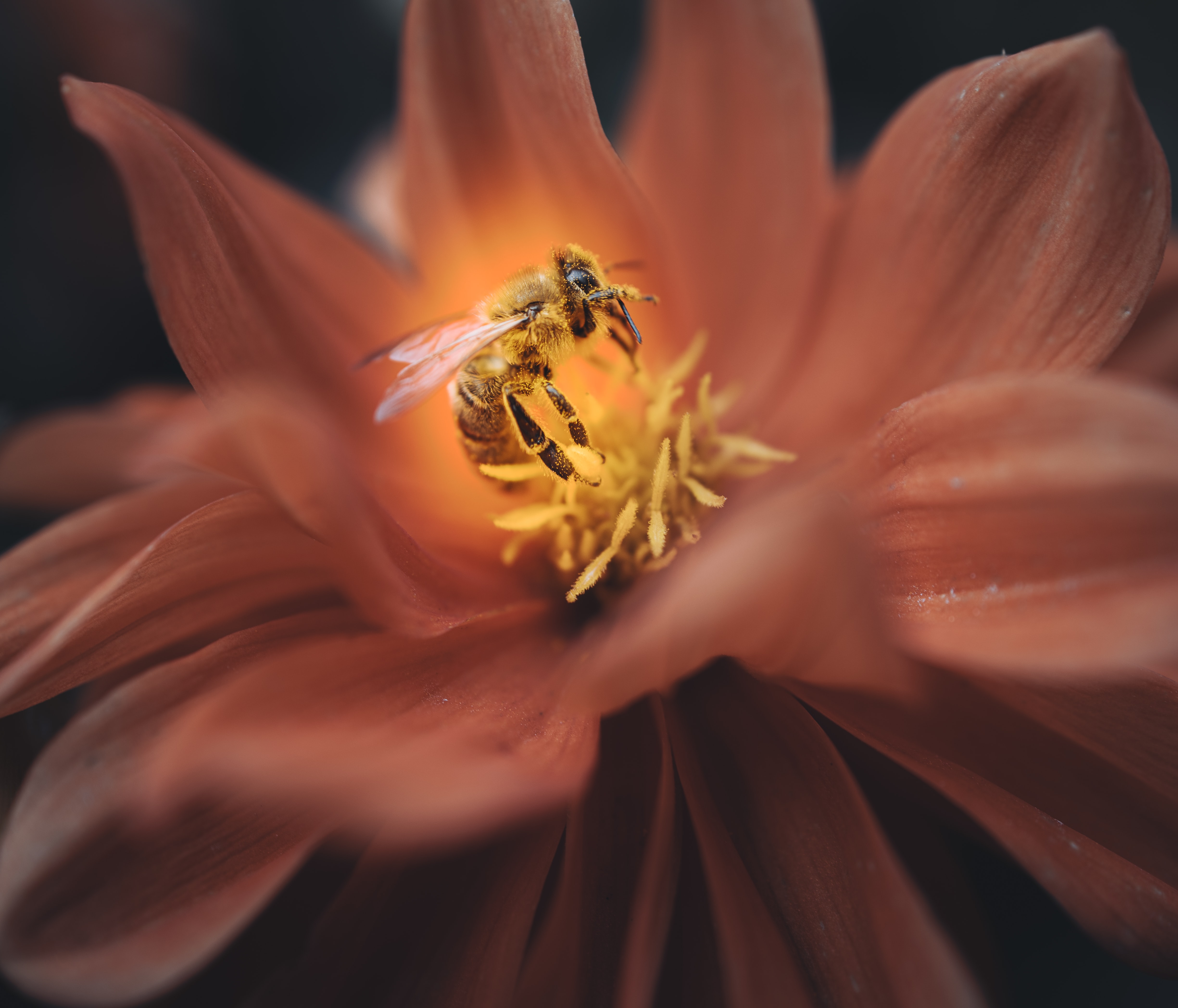macro, insect, flower, petals, bee 8K