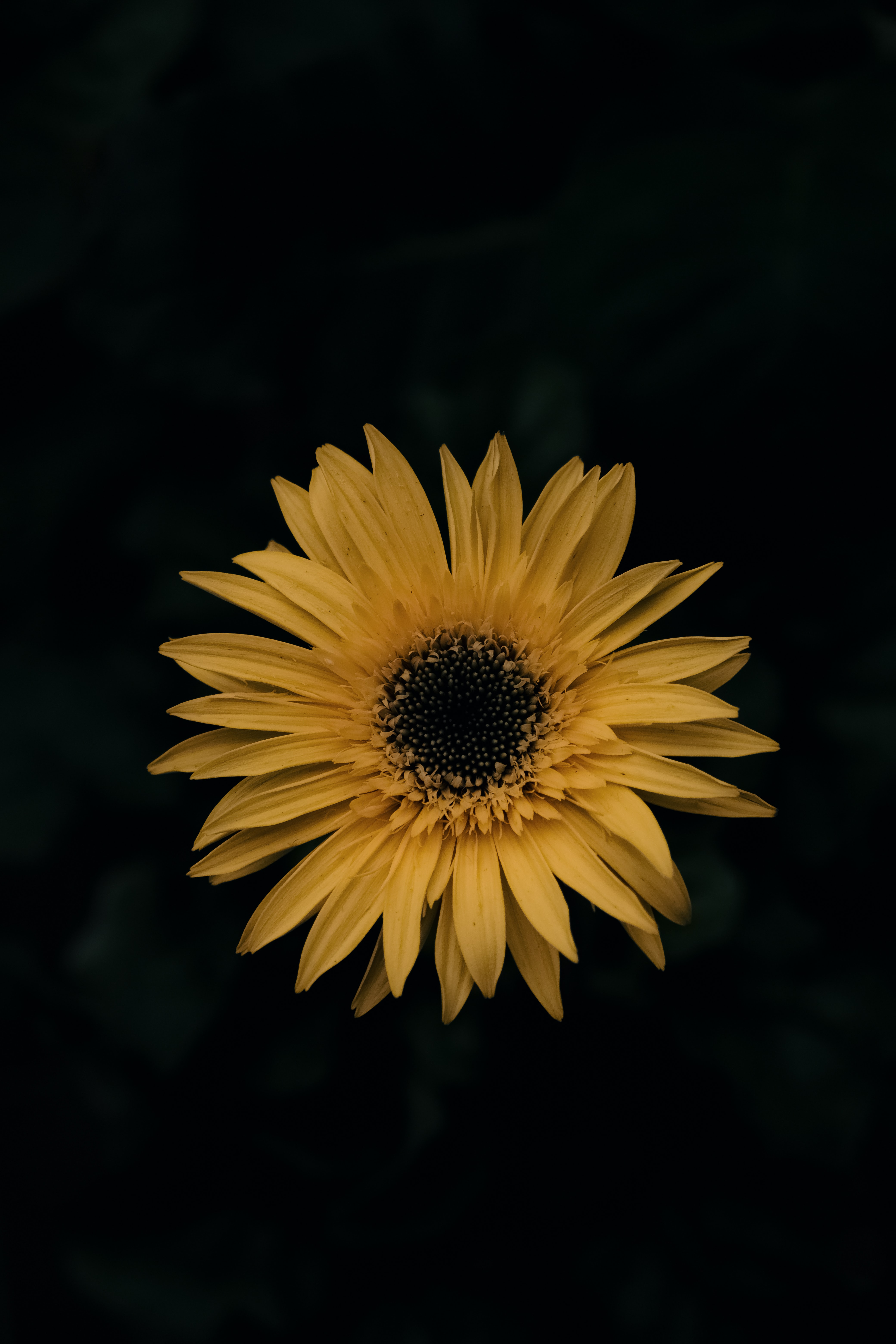 Laden Sie das Blumen, Gerbera, Blume-Bild kostenlos auf Ihren PC-Desktop herunter