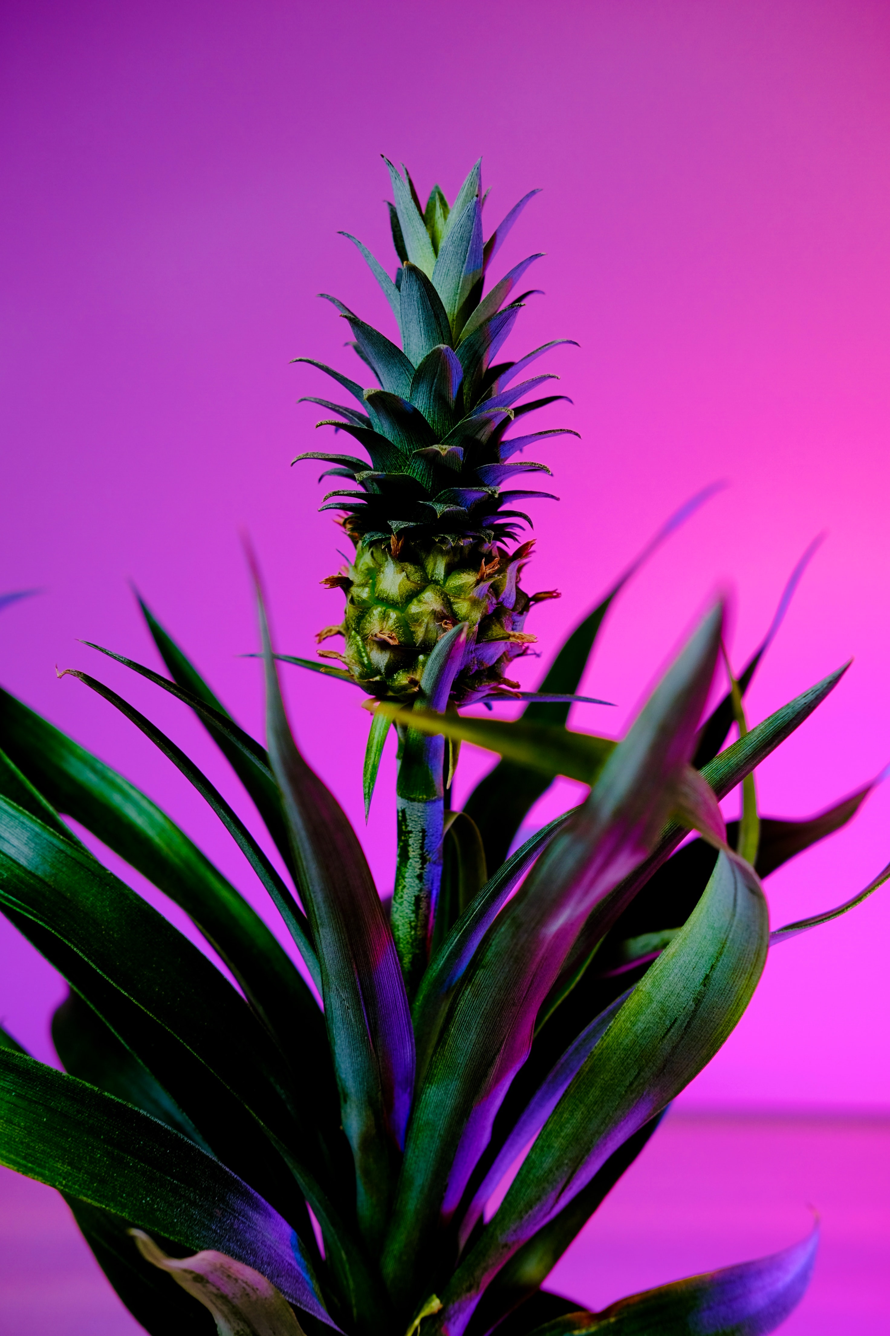 133724 Bildschirmschoner und Hintergrundbilder Eine Ananas auf Ihrem Telefon. Laden Sie frucht, die frucht, pflanze, hintergrund Bilder kostenlos herunter