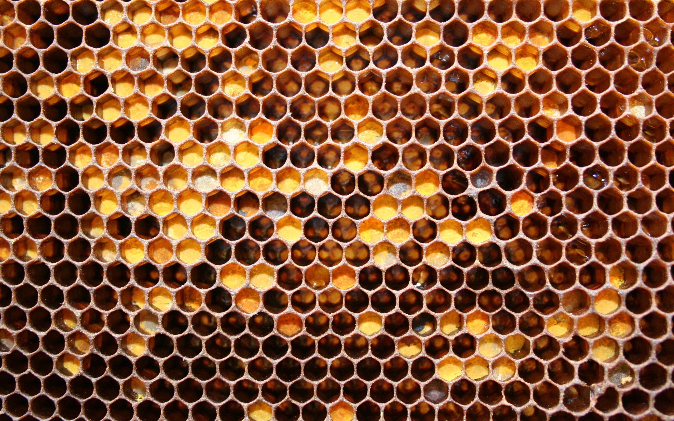 Die besten Honig-Hintergründe für den Telefonbildschirm