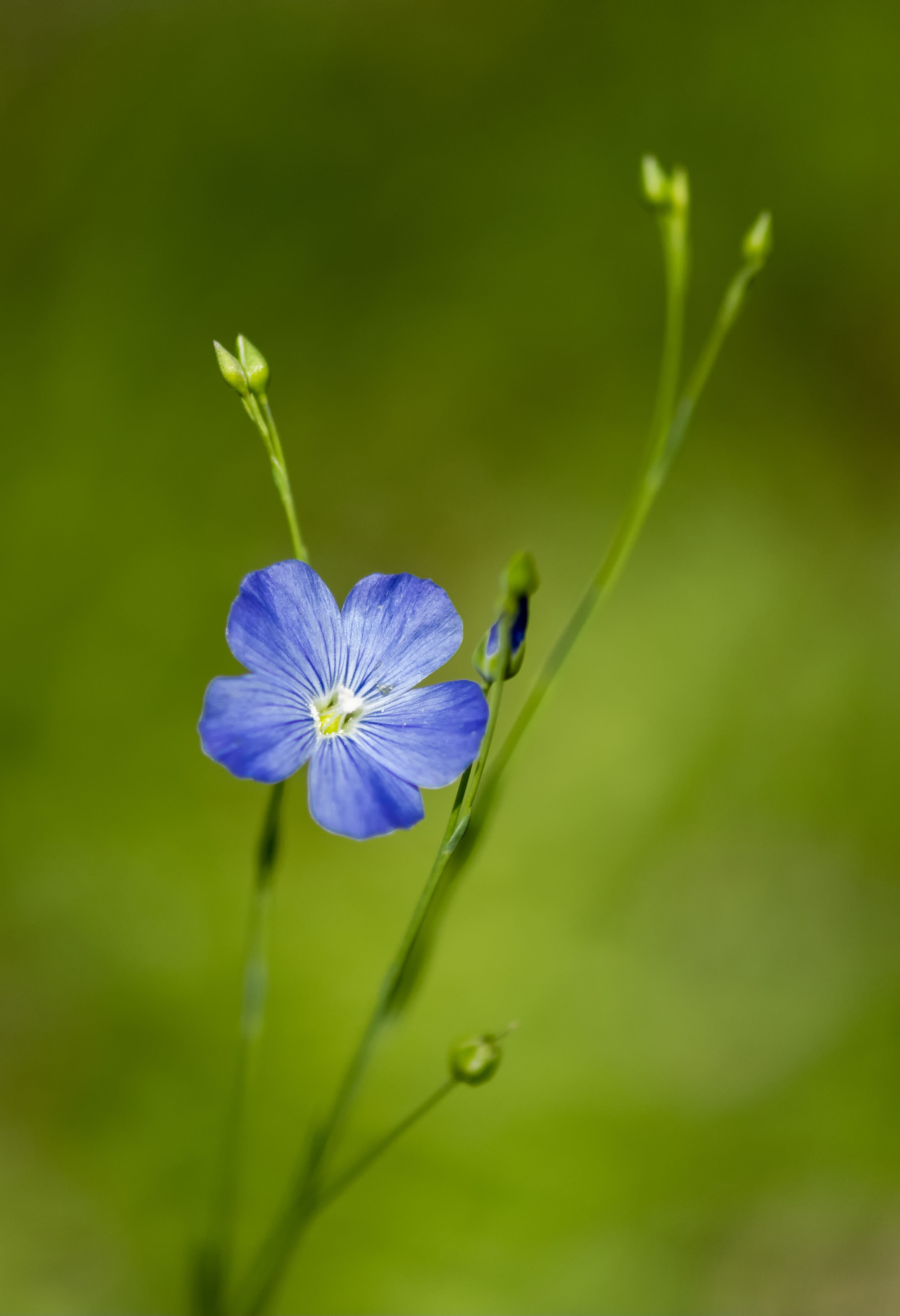 flowers, blue, flower, macro, bloom, flowering, linen, flax QHD