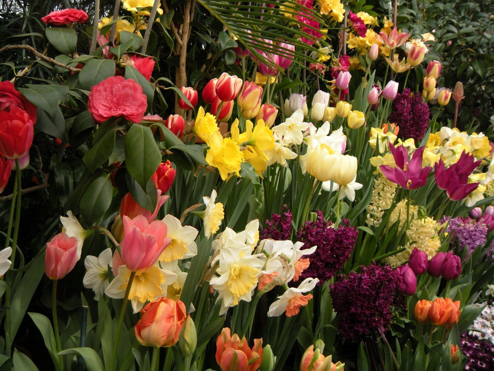 90230 Bild herunterladen blumen, tulpen, narzissen, hyacinth, grünen, grüne, blumenbeet, frühling - Hintergrundbilder und Bildschirmschoner kostenlos