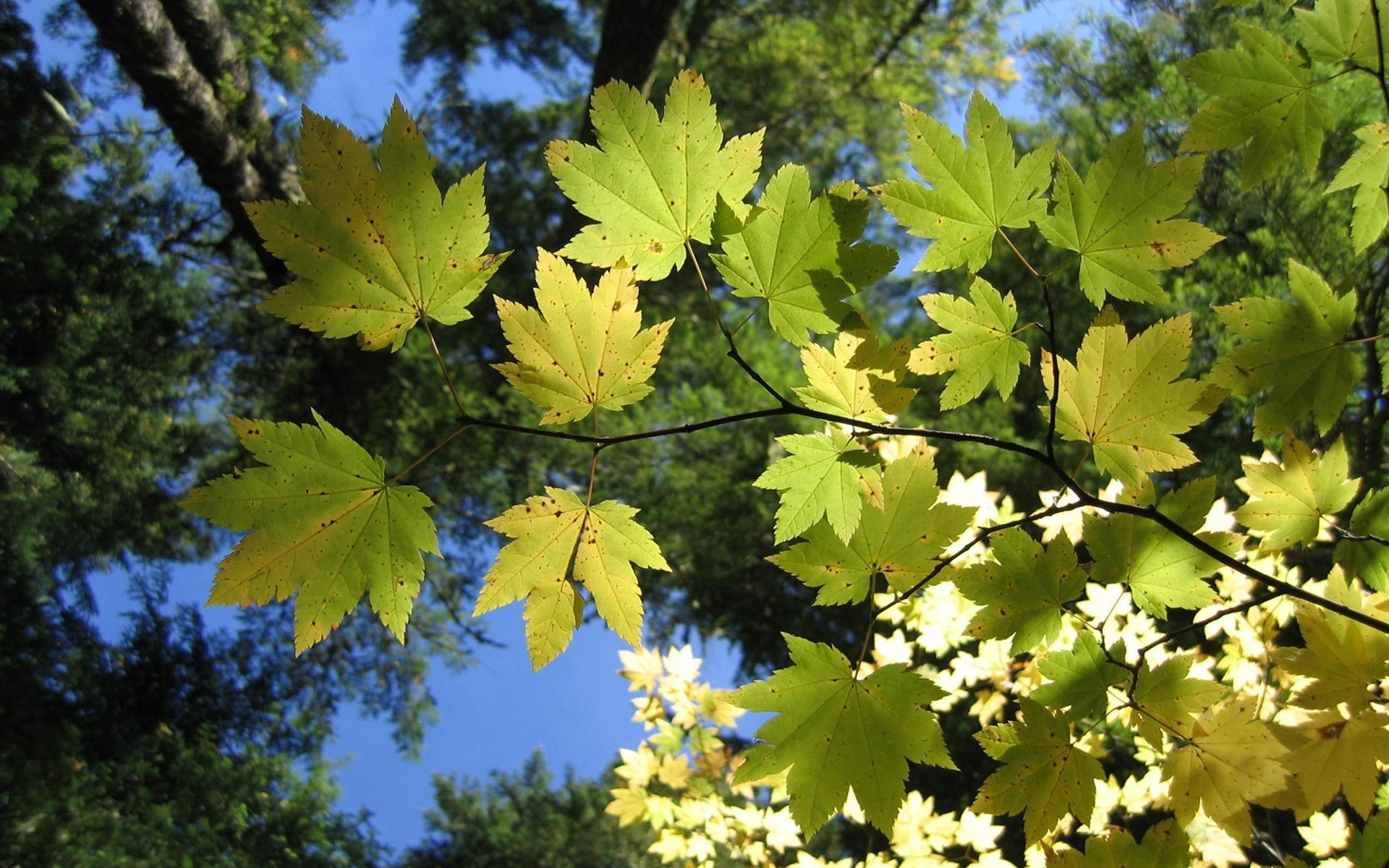 iPhone background shine, light, leaves, nature