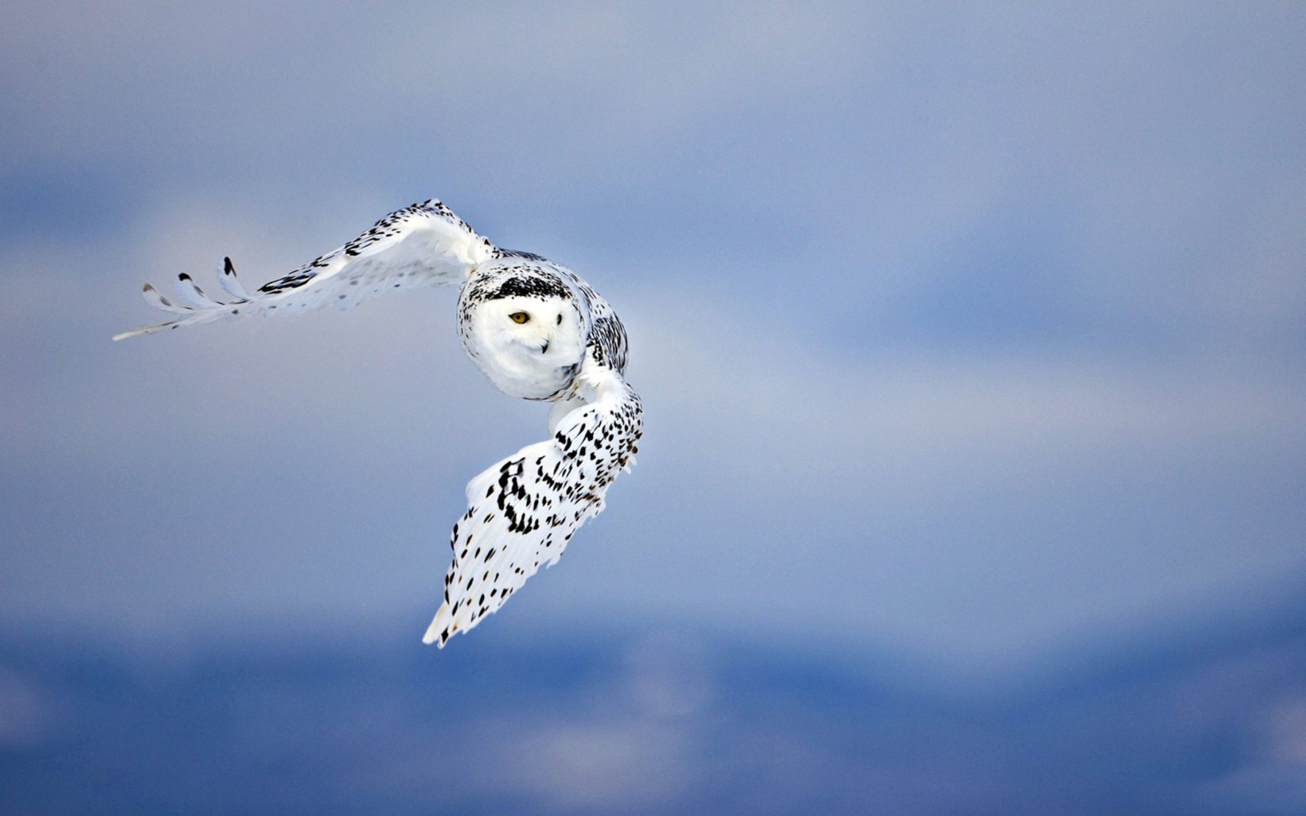 animals, sky, owl, bird, predator, flight phone background