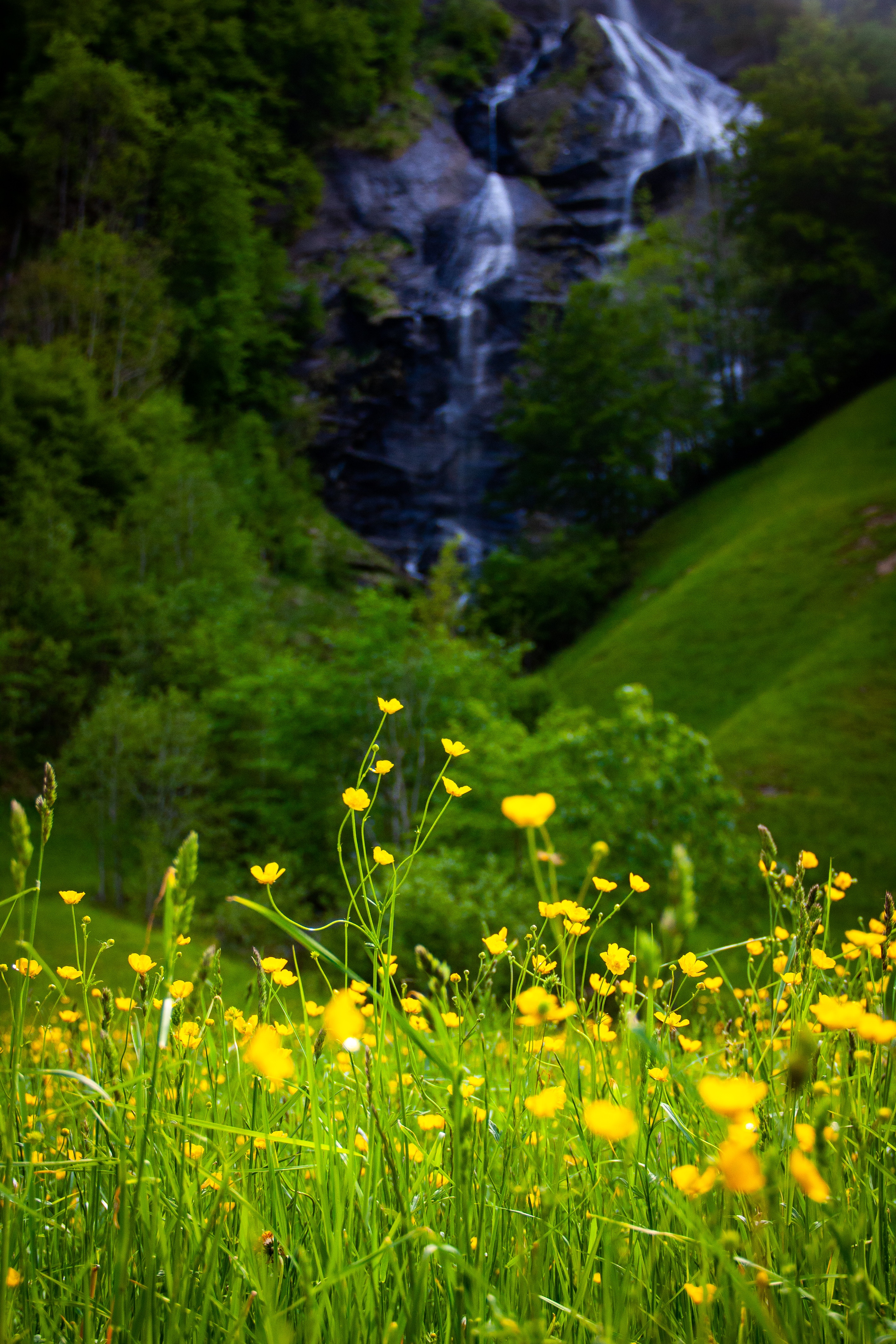 landscape, nature, flowers, grass, yellow, greens, meadow 5K