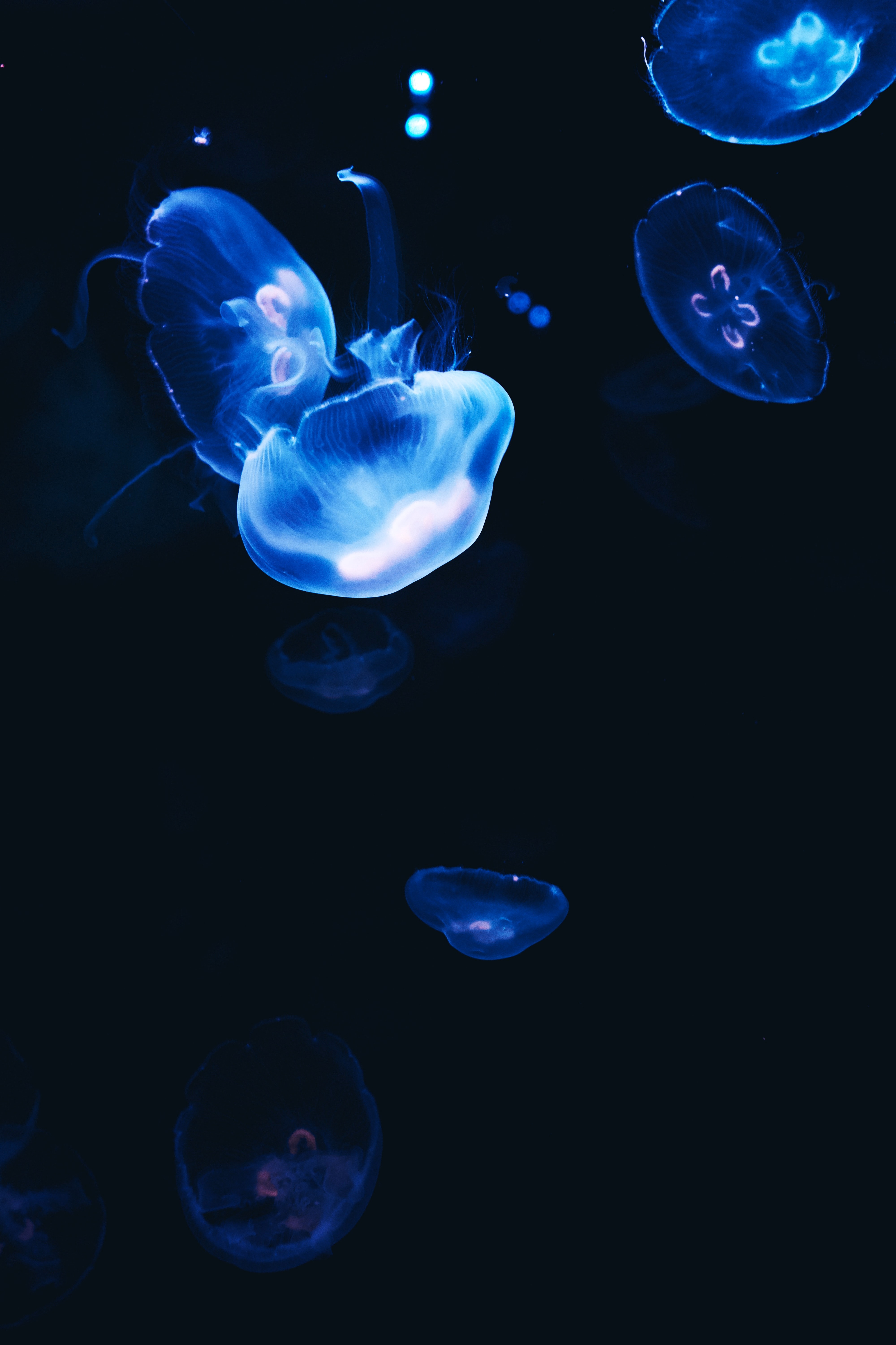 51103 Bild herunterladen jellyfish, blau, dunkel, glühen, glow - Hintergrundbilder und Bildschirmschoner kostenlos