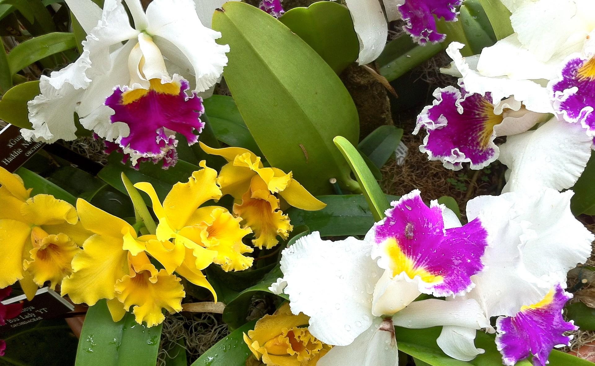 orchids, flowers, drops, close up, greens, flower bed, flowerbed, freshness, different 32K