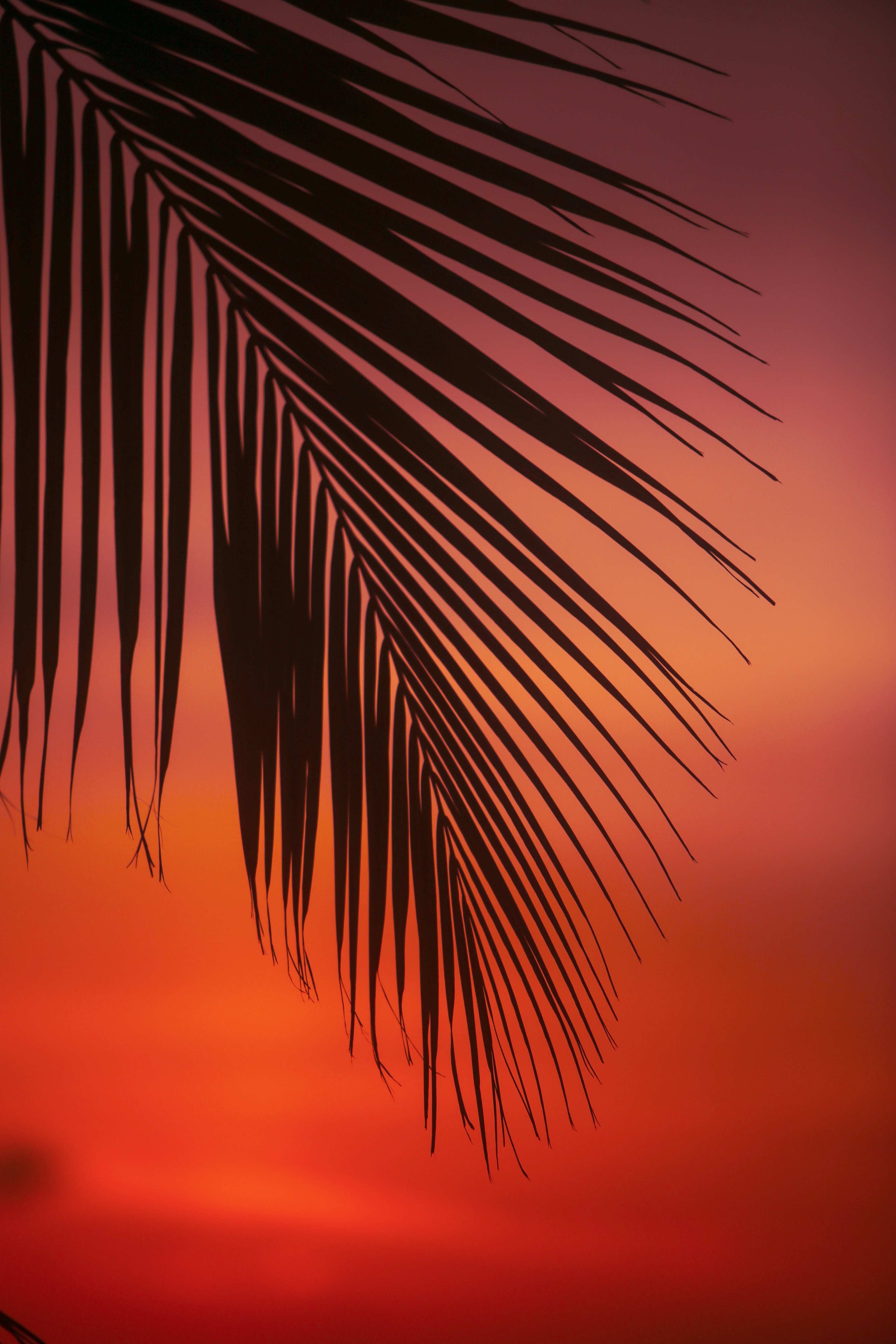 sunset, leaves, twilight, dark, palm, branch, dusk 8K