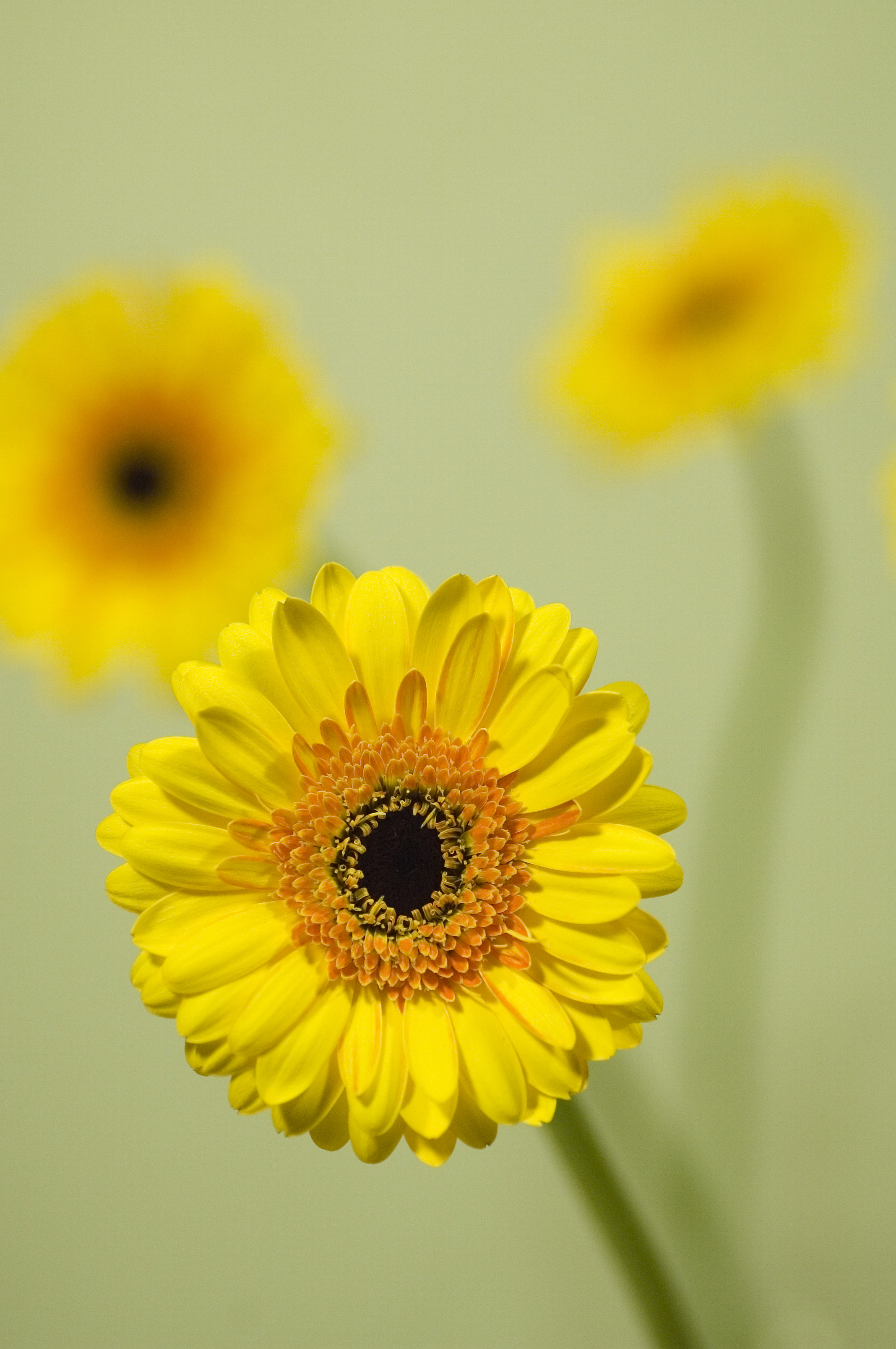 63554 download wallpaper flowers, yellow, flower, close-up, bloom, flowering, gerbera screensavers and pictures for free