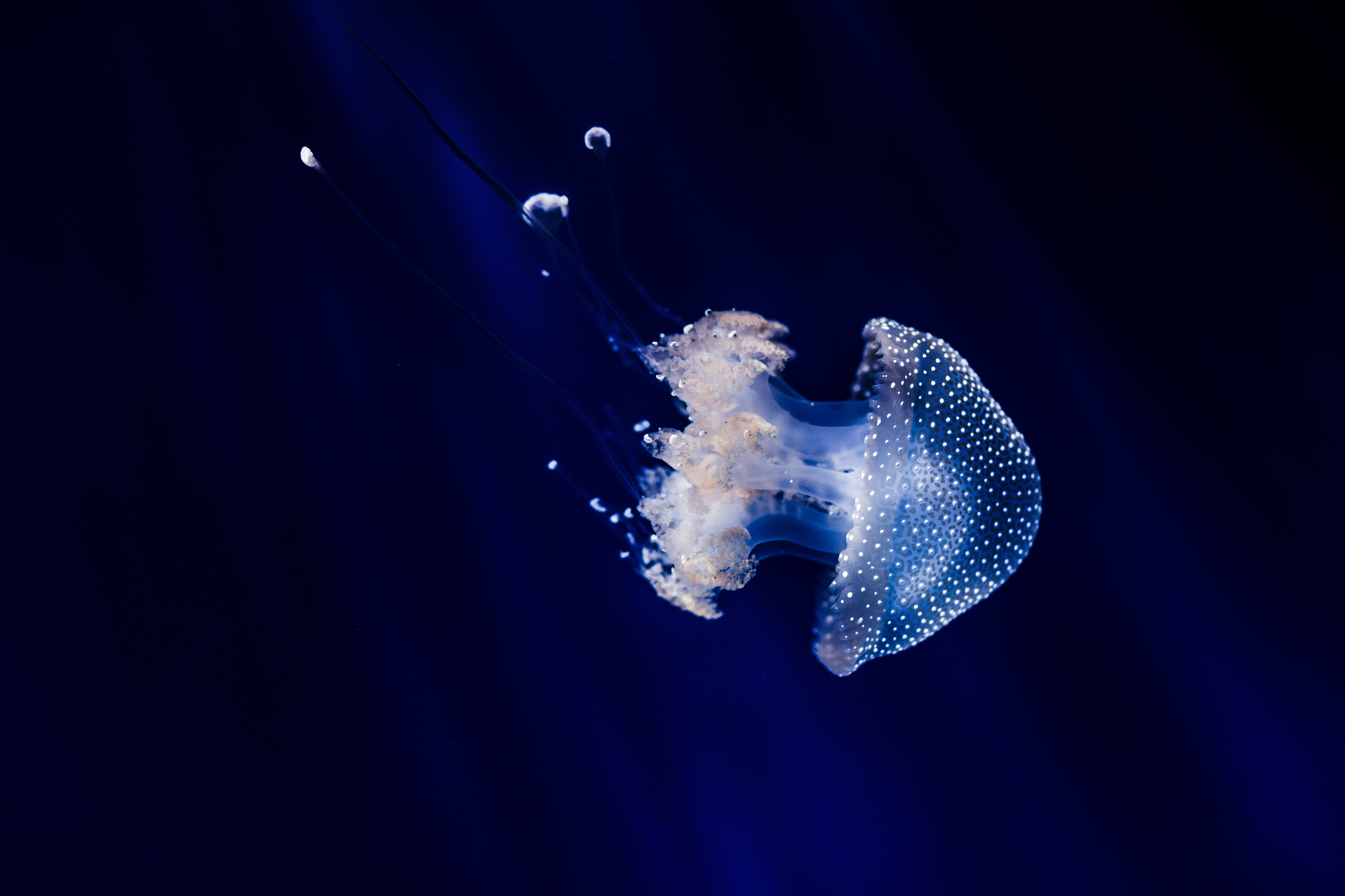 Desktop Backgrounds Swimming animals, tentacles, jellyfish, underwater world