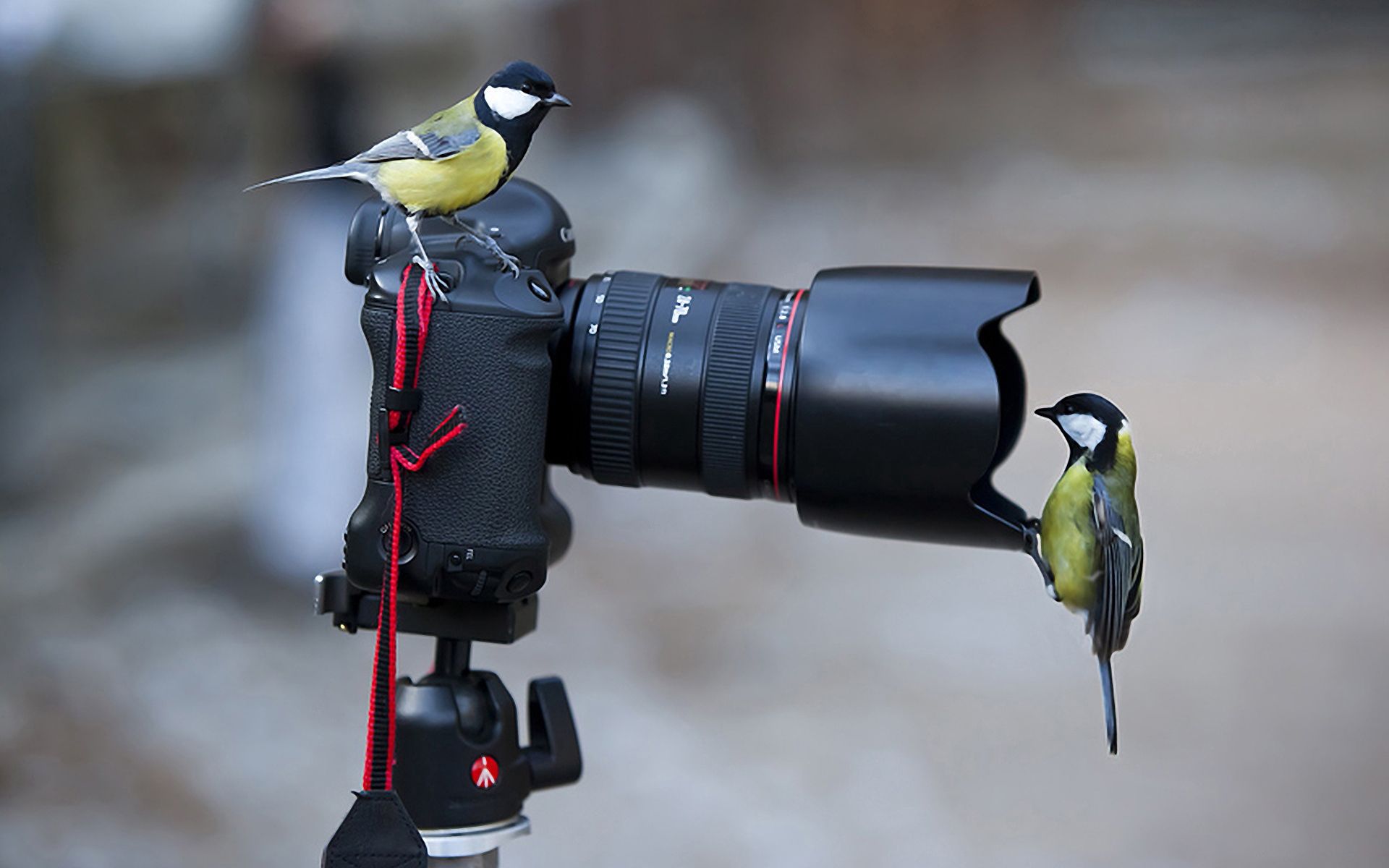 131520 Hintergrundbild herunterladen tiere, vögel, kamera, situation, meise - Bildschirmschoner und Bilder kostenlos