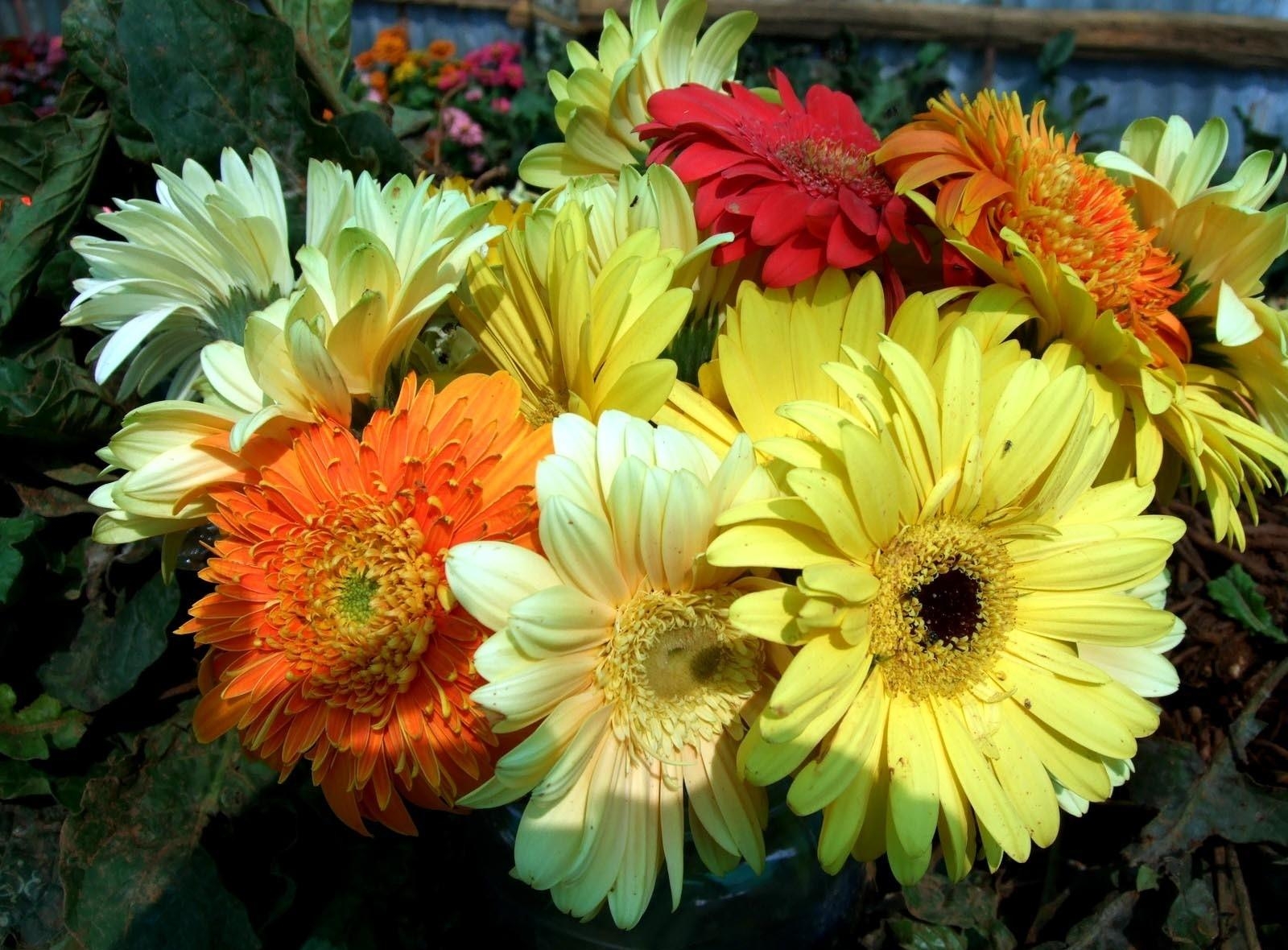 flowers, bright, close-up, bouquet Full HD