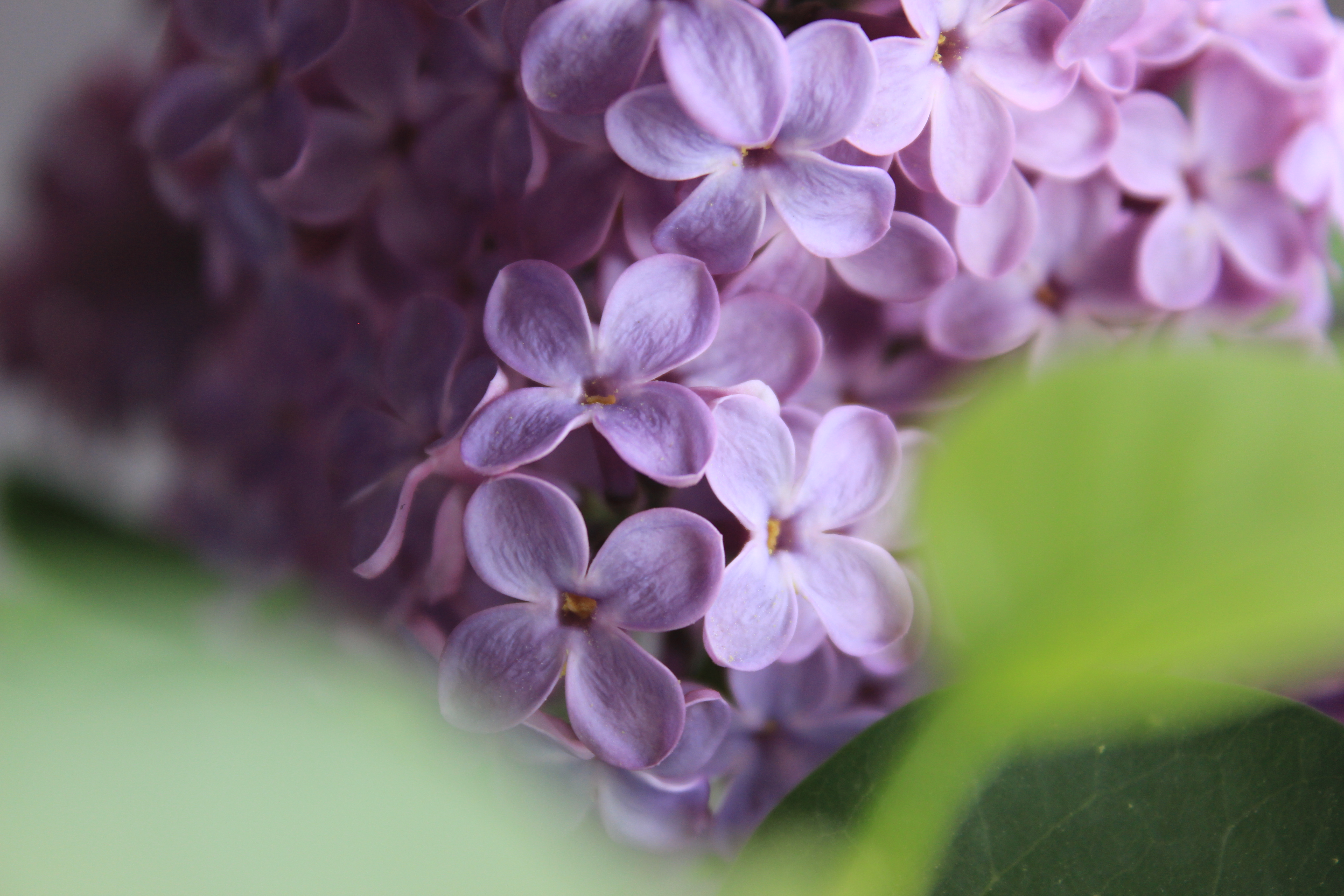 lilac, flowers, macro phone wallpaper