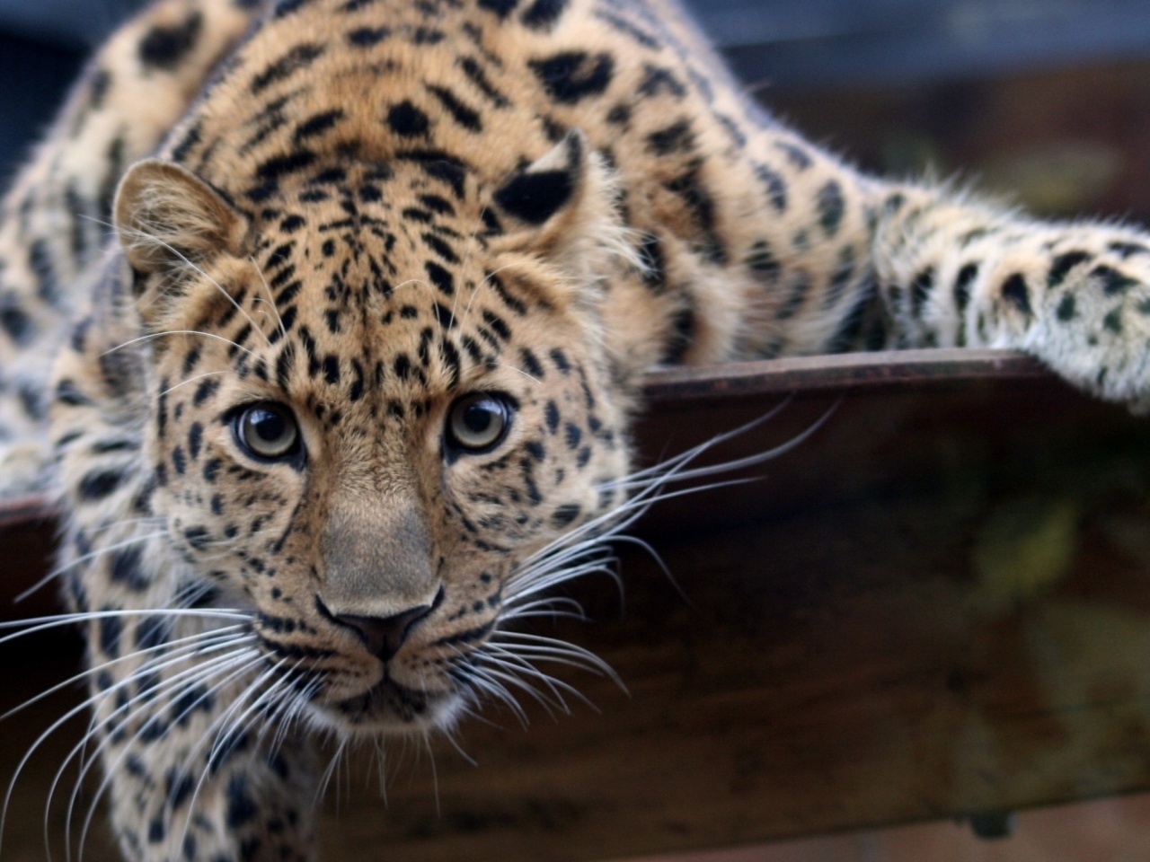 27798 Hintergrundbild herunterladen tiere, geparden - Bildschirmschoner und Bilder kostenlos