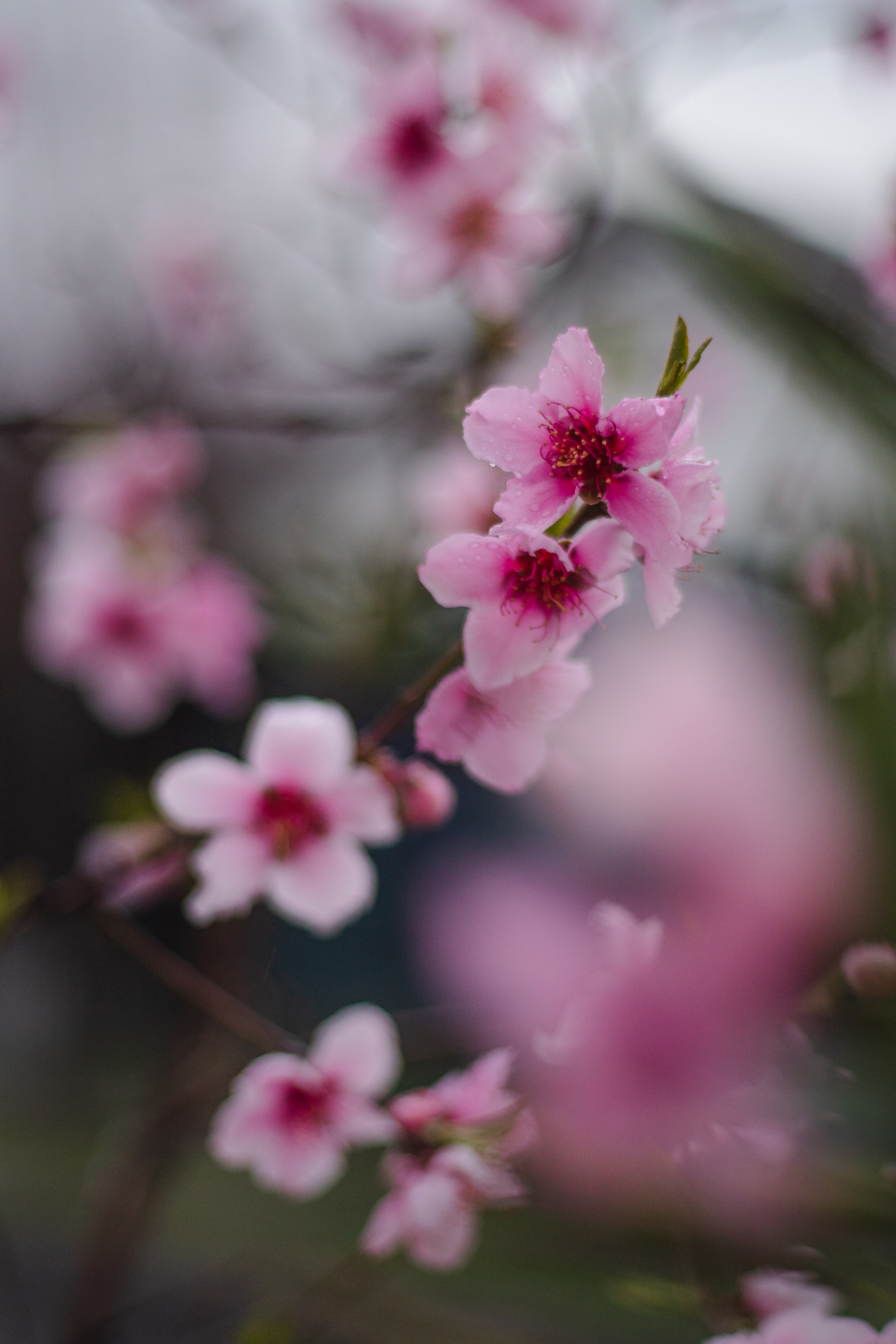 Handy-Wallpaper Blumen, Sakura, Makro, Blühen, Blühenden, Ast, Zweig kostenlos herunterladen.