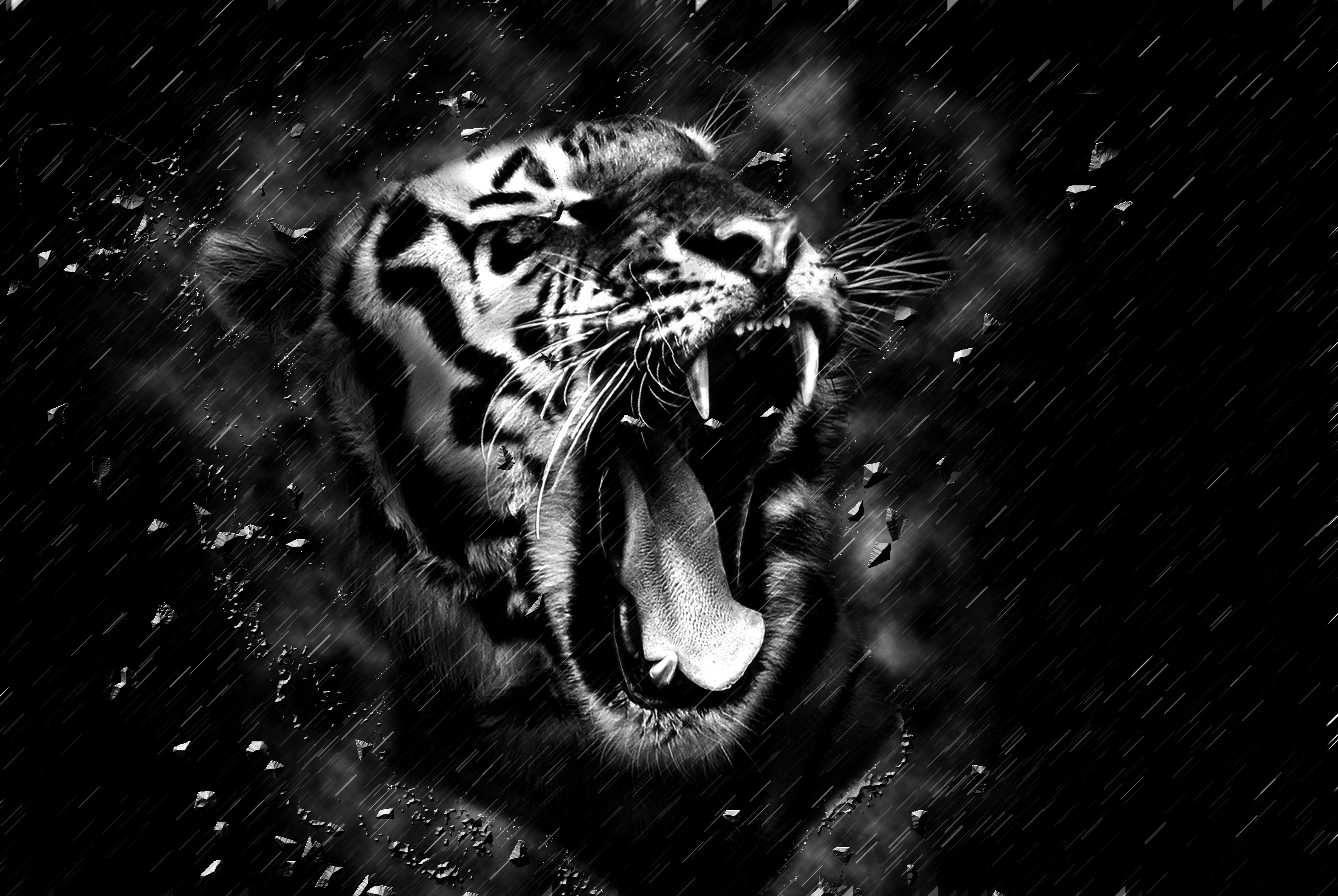 bw, grin, tiger, fangs Vertical Wallpapers