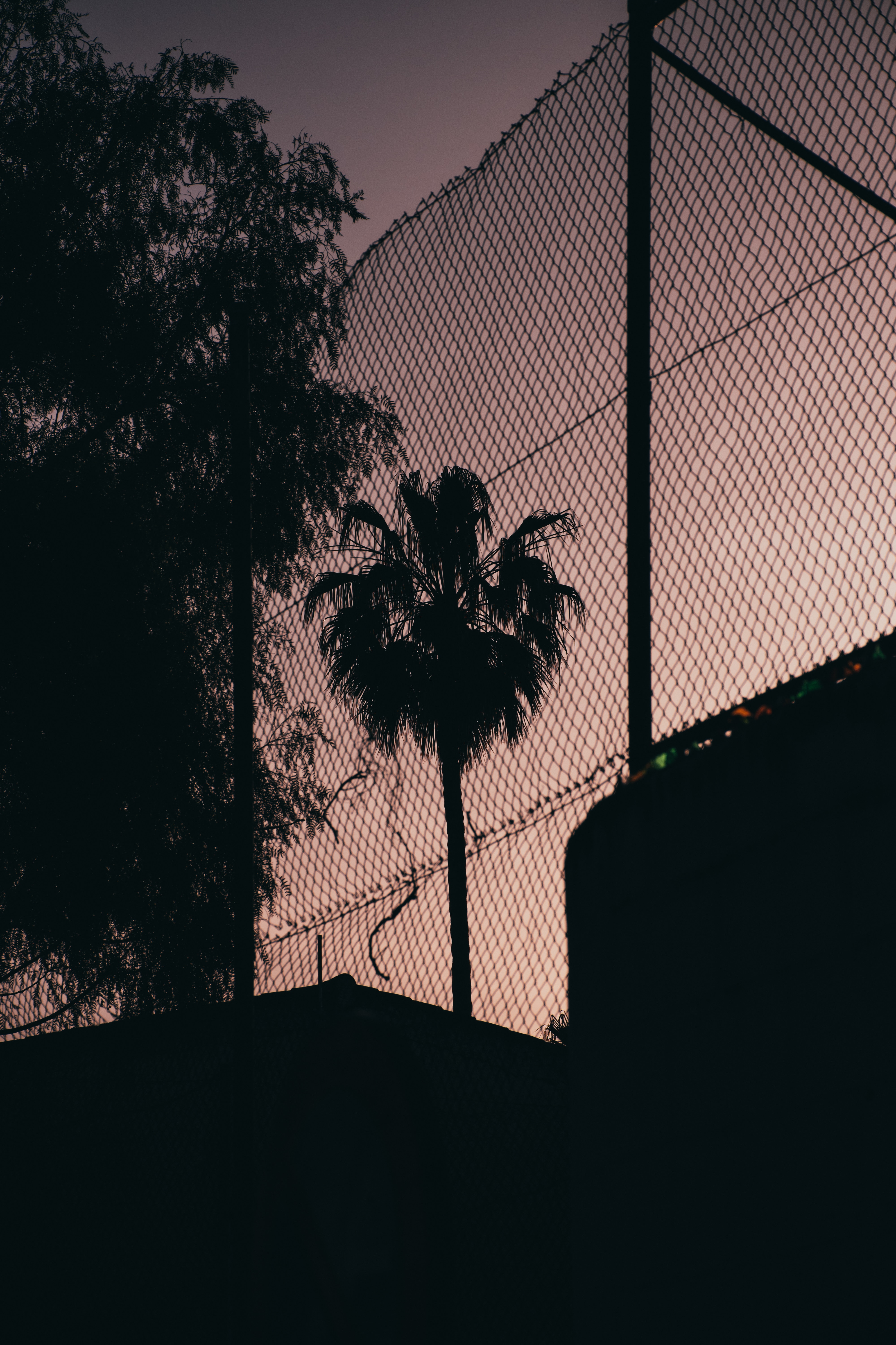 palm, dark, night, grid, fence, darkness
