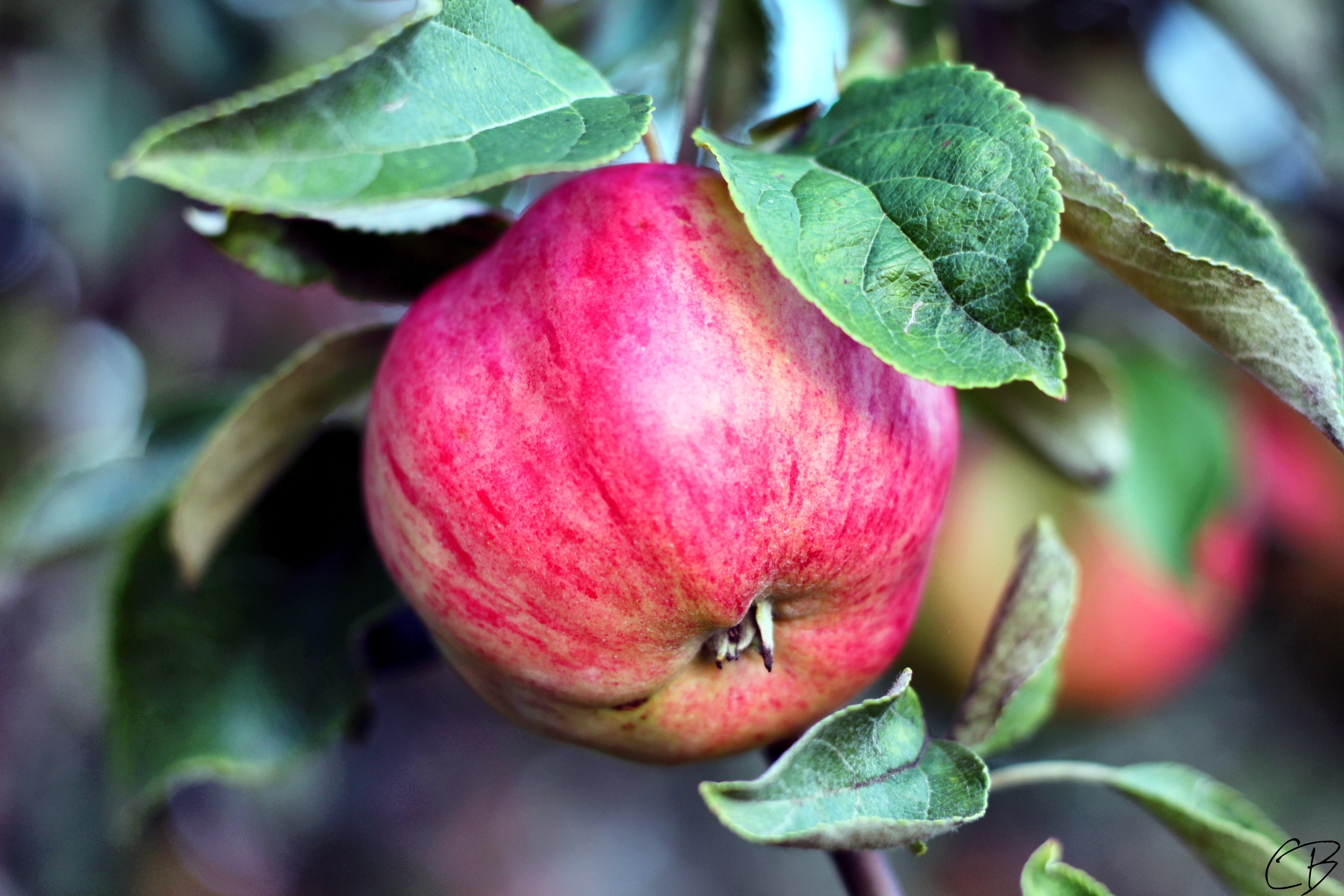 128941 Screensavers and Wallpapers Apple for phone. Download food, apple, branch, fruit, ripe, fetus pictures for free