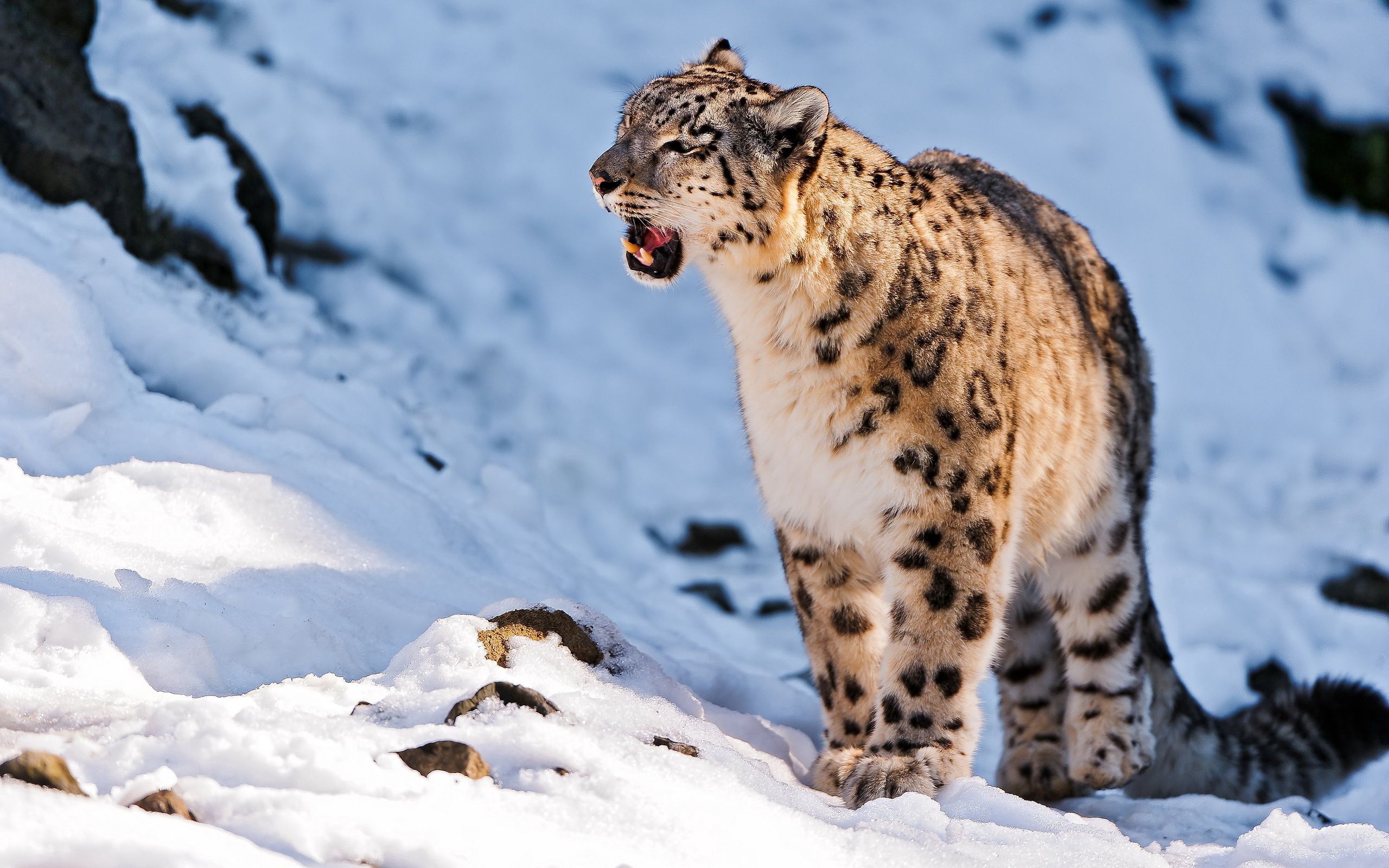 animals, snow leopard, stroll, snow, grin, predator 5K