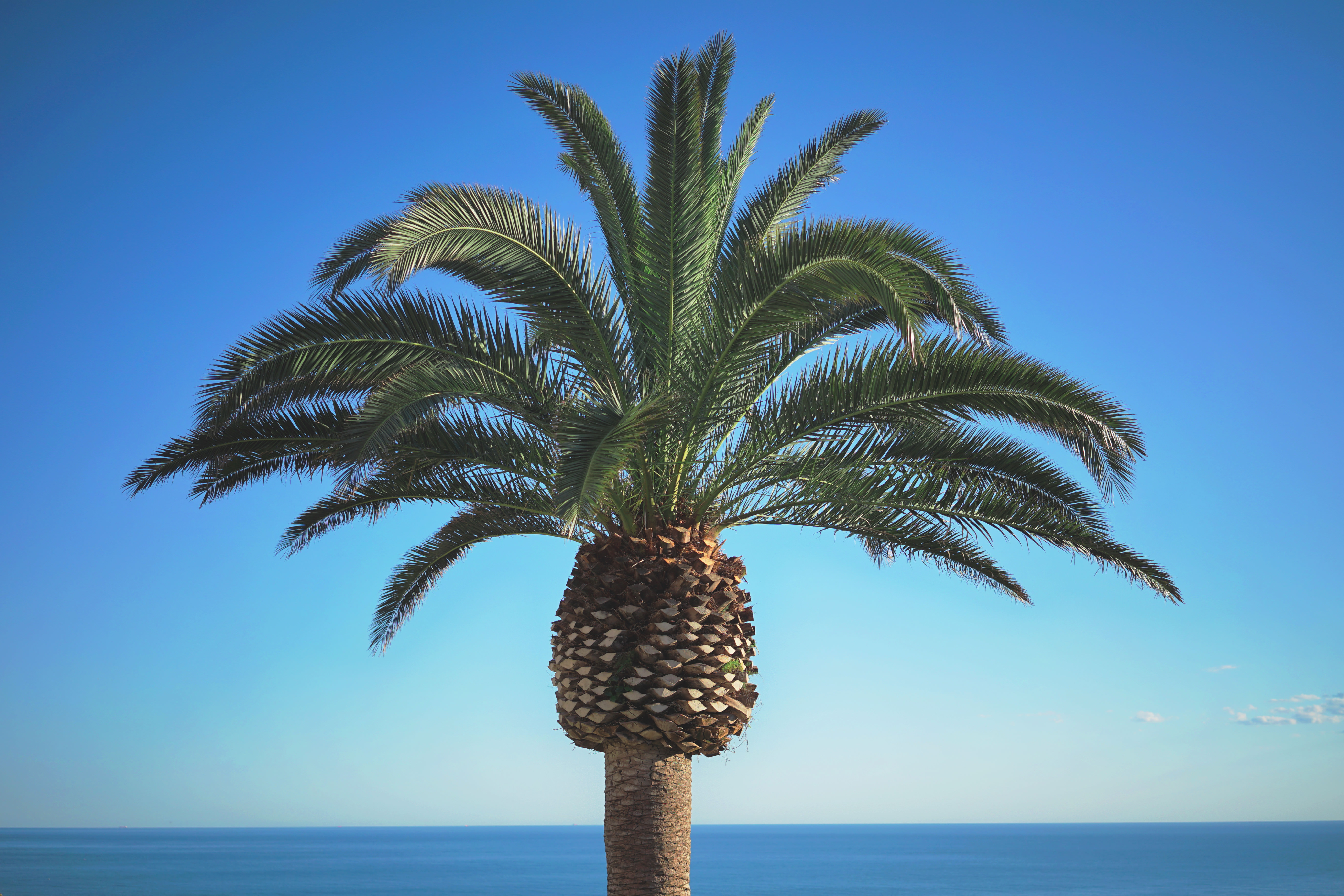 157392 Protetores de tela e papéis de parede Madeira em seu telefone. Baixe verão, palmeira, palma, natureza fotos gratuitamente