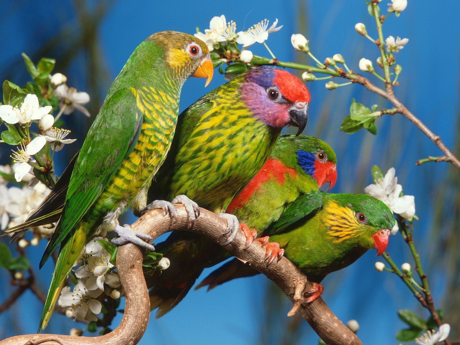Laden Sie das Papageien, Tiere, Vögel, Mehrfarbig, Motley, Ast, Zweig-Bild kostenlos auf Ihren PC-Desktop herunter