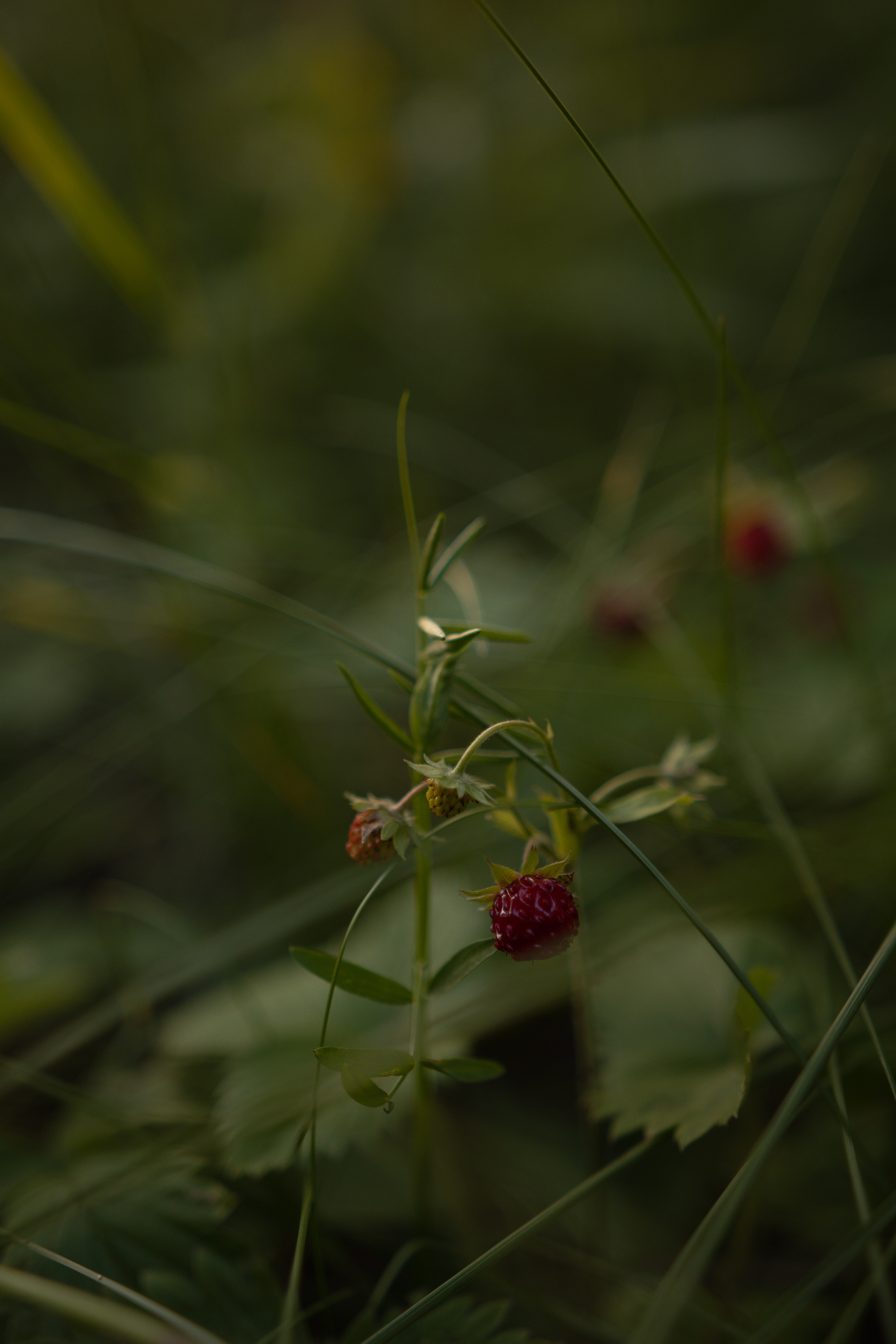 Laden Sie das Natur, Erdbeere, Grass, Makro, Beere, Wilde Erdbeeren-Bild kostenlos auf Ihren PC-Desktop herunter