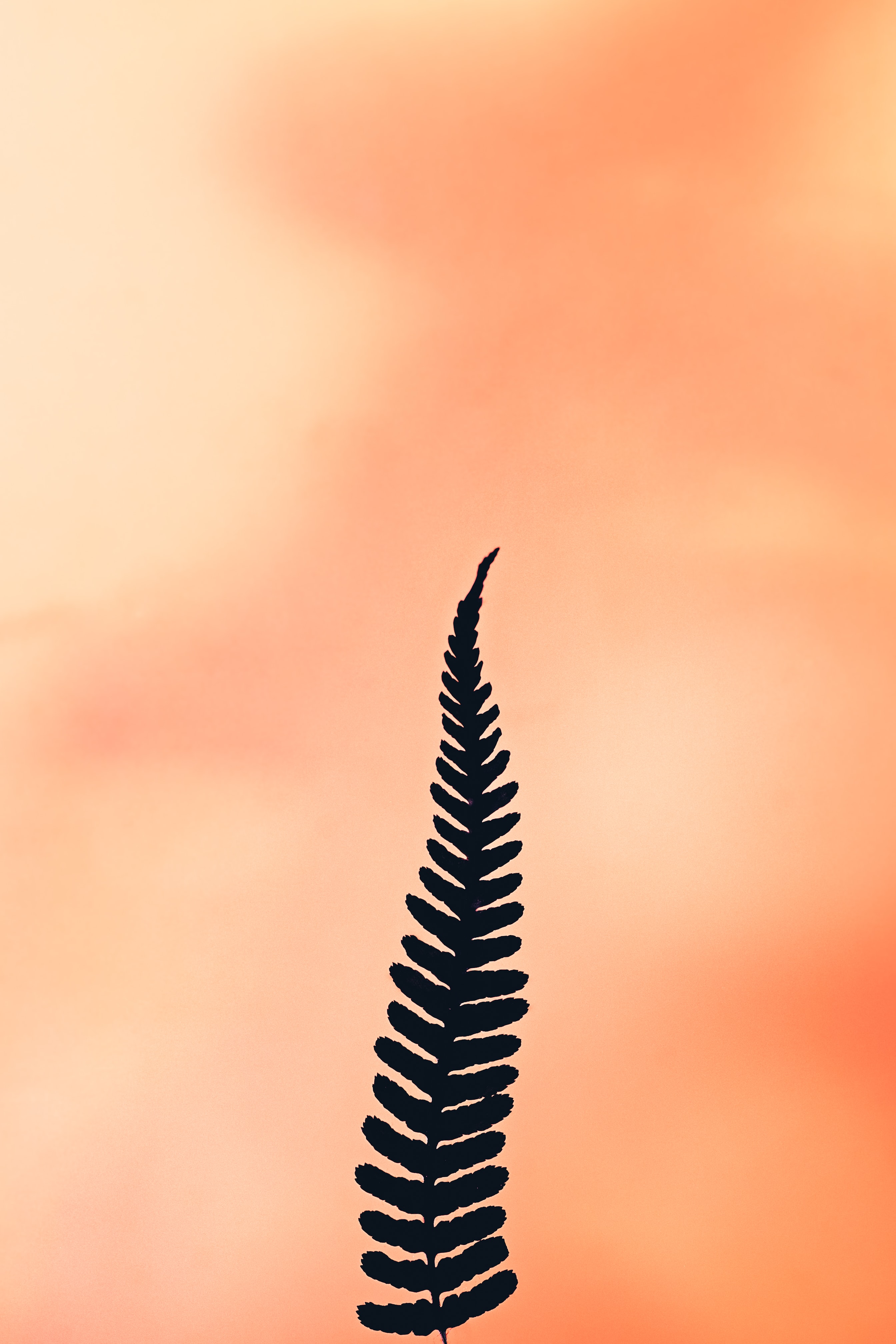 plant, fern, minimalism Hd 1080p Mobile