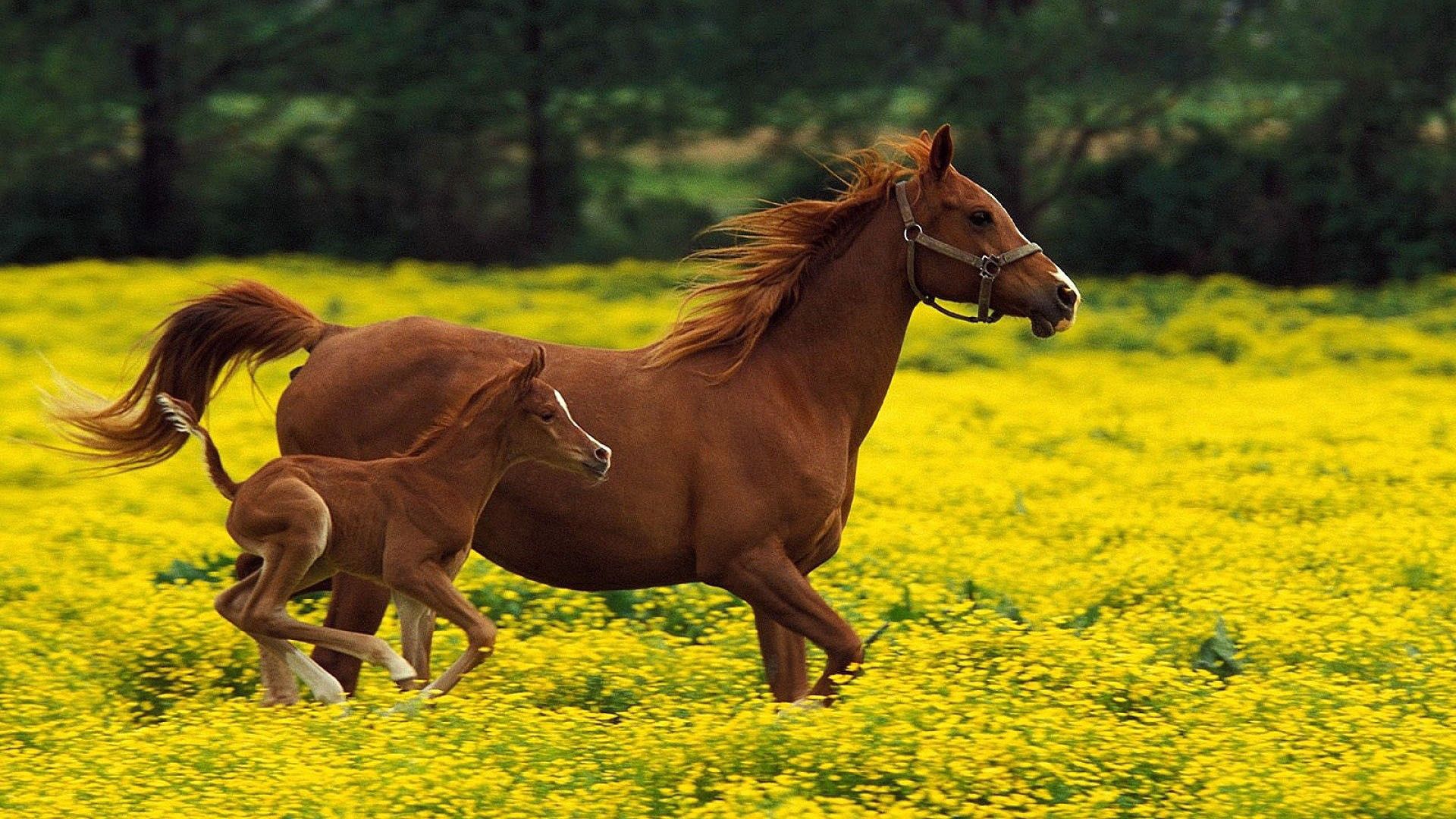 Horse wallpapers for desktop, download free Horse pictures and backgrounds  for PC 