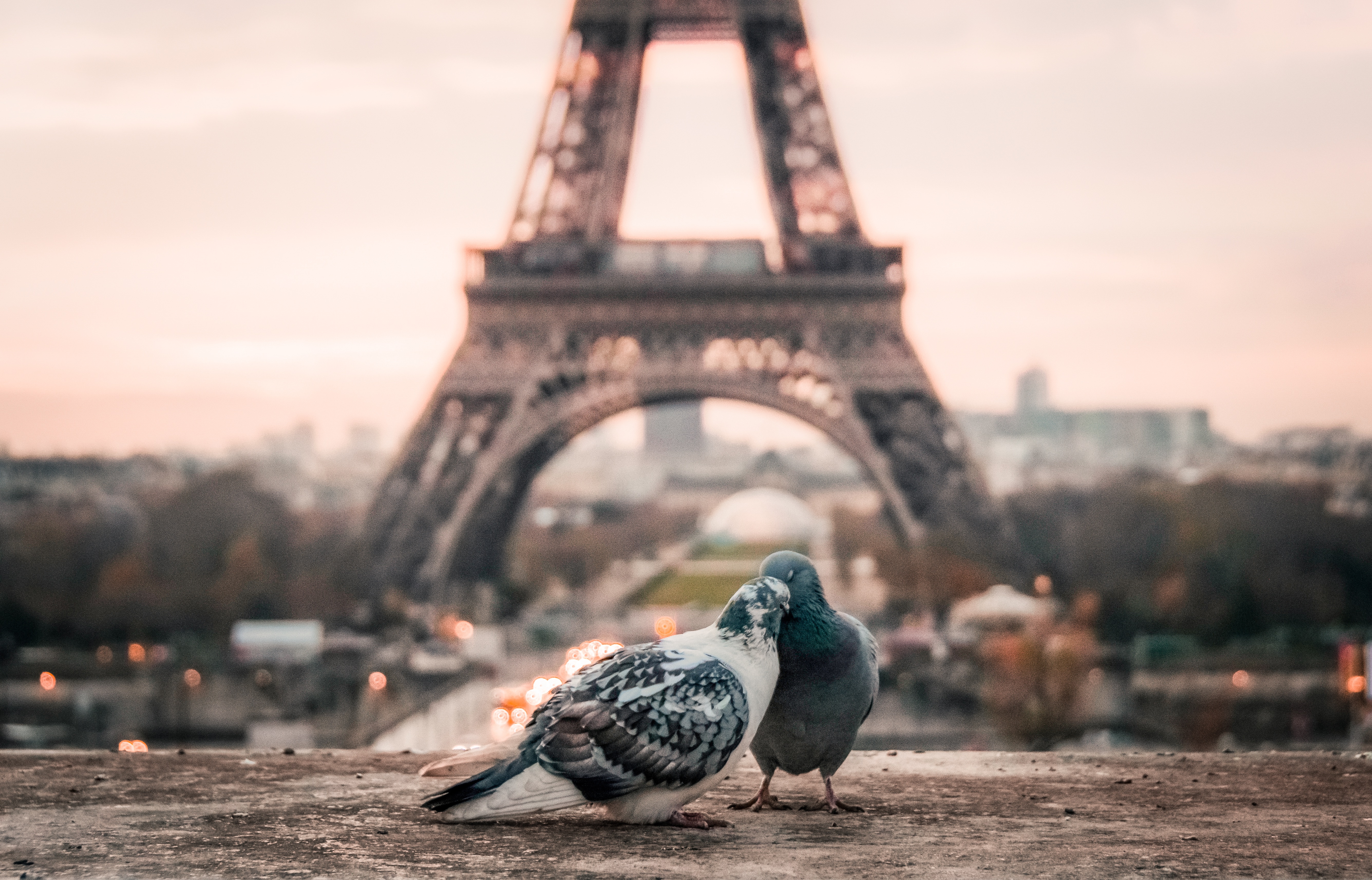 Love france. Париж 'Эйфель 4k. Голуби в Париже. Весна в Париже. Фон Париж.