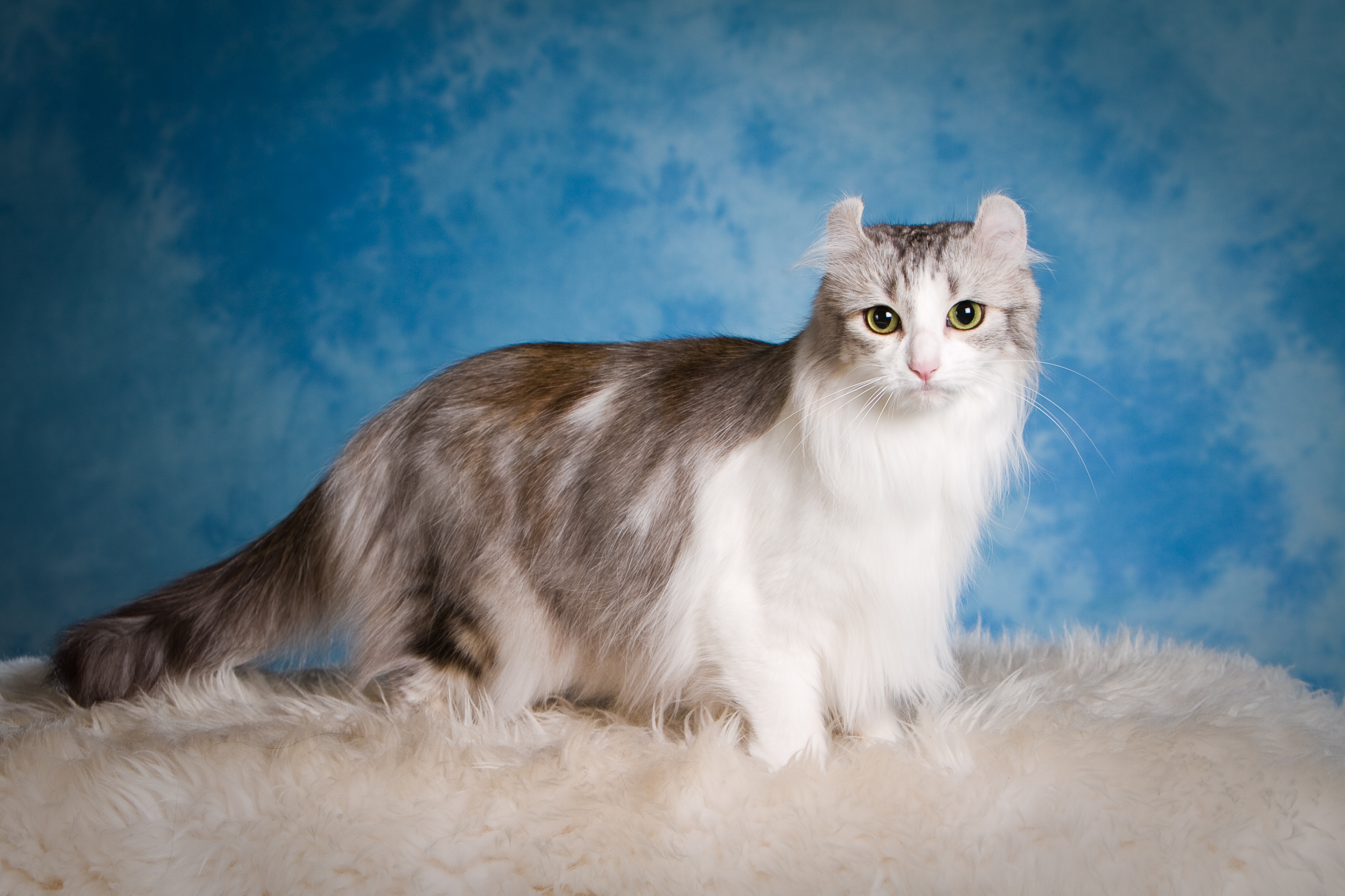 cat, american curl, fluffy, animals 3d Wallpaper