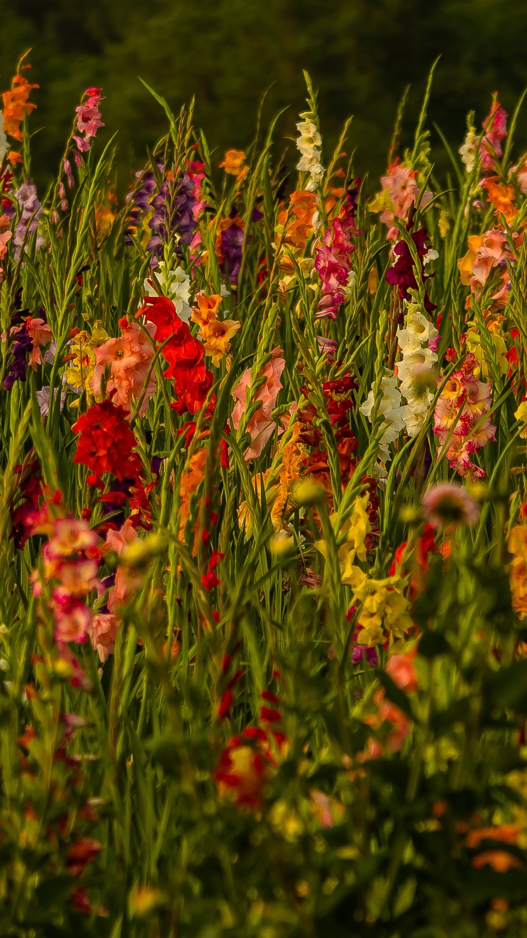 Download mobile wallpaper Nature, Flowers, Gladiolus, Flower, Earth for free.