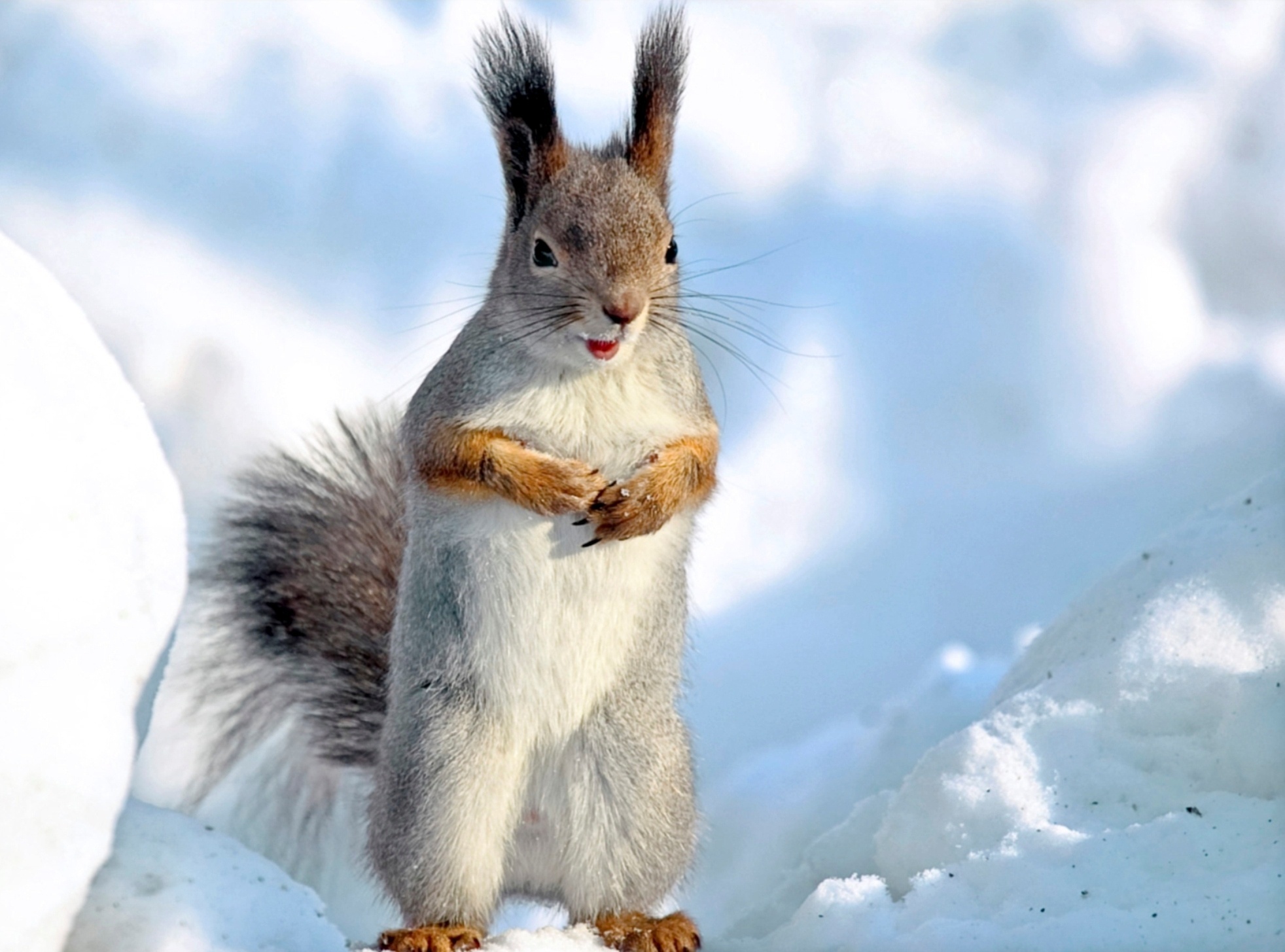 83861 Bild herunterladen tiere, winter, eichhörnchen, schnee, tier - Hintergrundbilder und Bildschirmschoner kostenlos