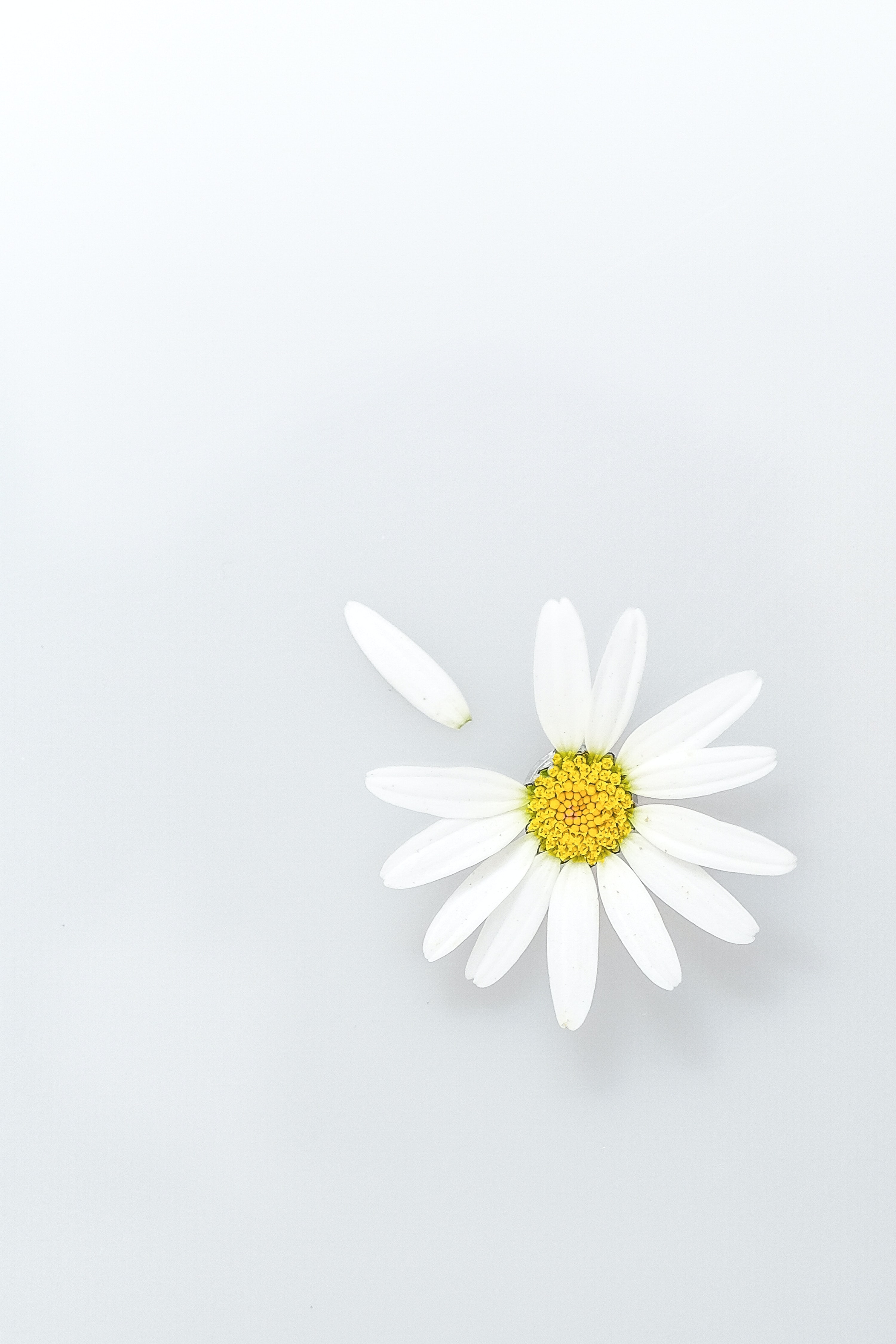 Wildflowers flowers, petals, chamomile, camomile 4k Wallpaper