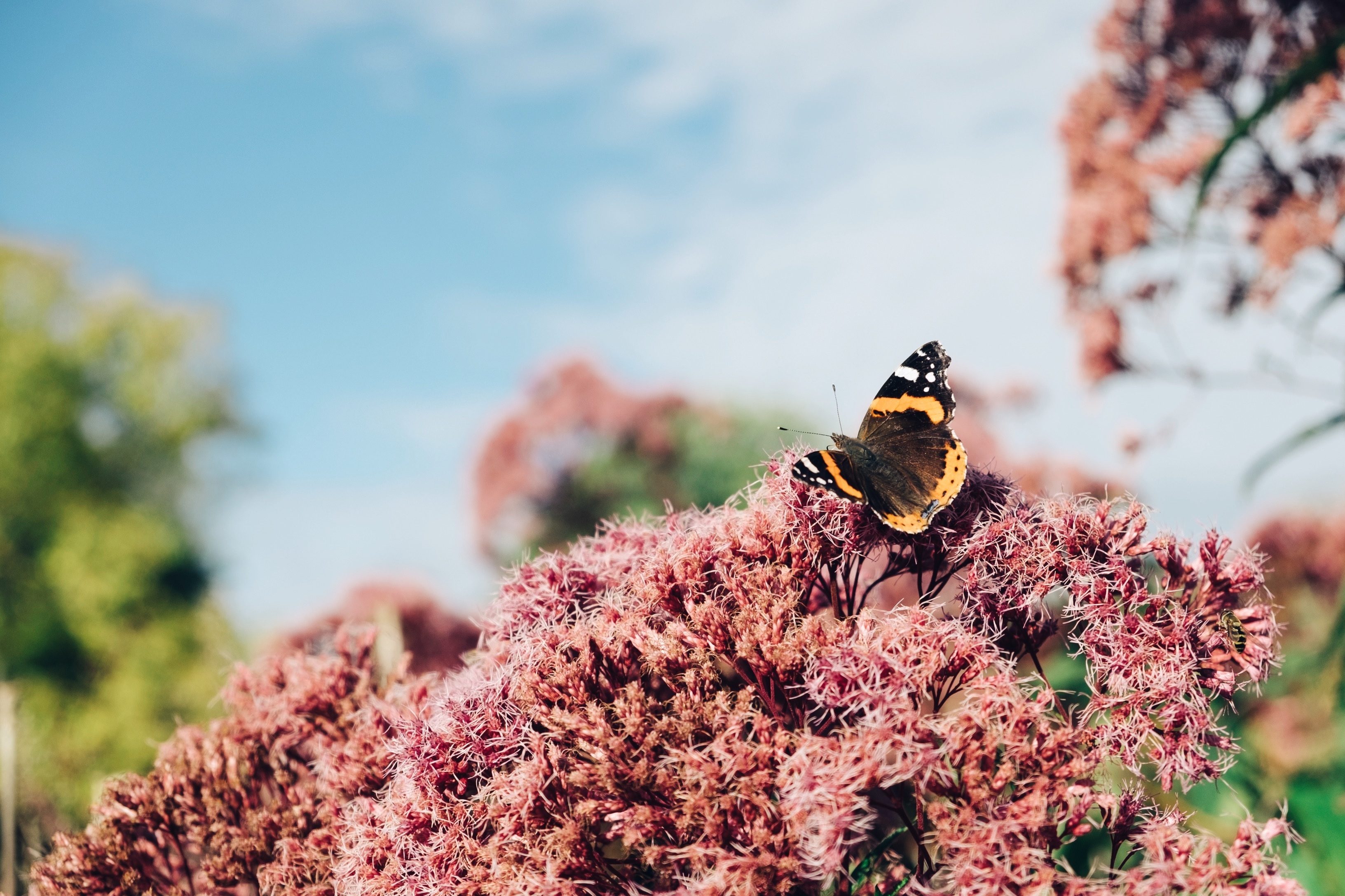 Laden Sie das Blumen, Pflanze, Makro, Insekt, Schmetterling-Bild kostenlos auf Ihren PC-Desktop herunter