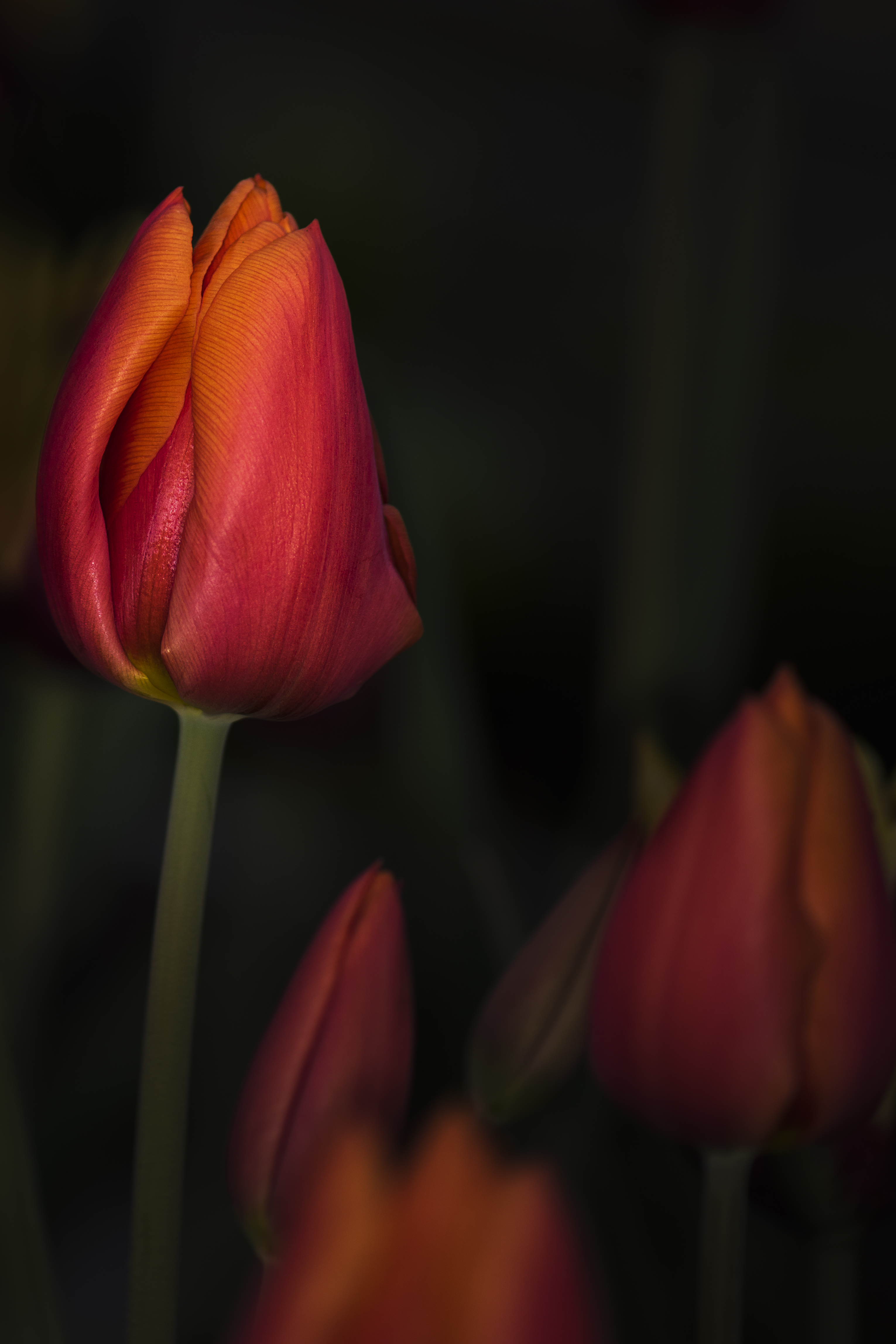 128430 Hintergrundbilder und Tulip Bilder auf dem Desktop. Laden Sie tulpe, rot, nahaufnahme, blumen Bildschirmschoner kostenlos auf den PC herunter