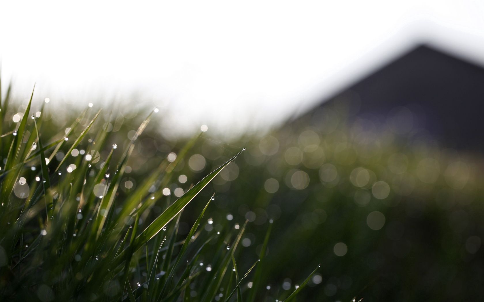 grass, glare, drops, macro Dew Cellphone FHD pic