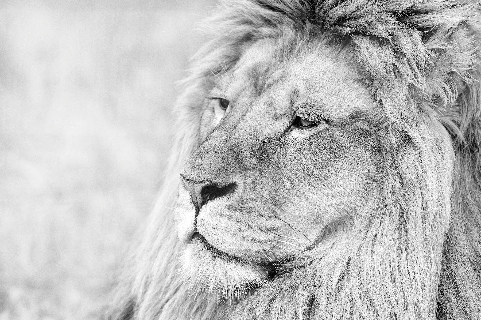 143899 baixar papel de parede juba, leão, focinho, animais, um leão, predator, predador, visão, opinião, bw, chb - protetores de tela e imagens gratuitamente