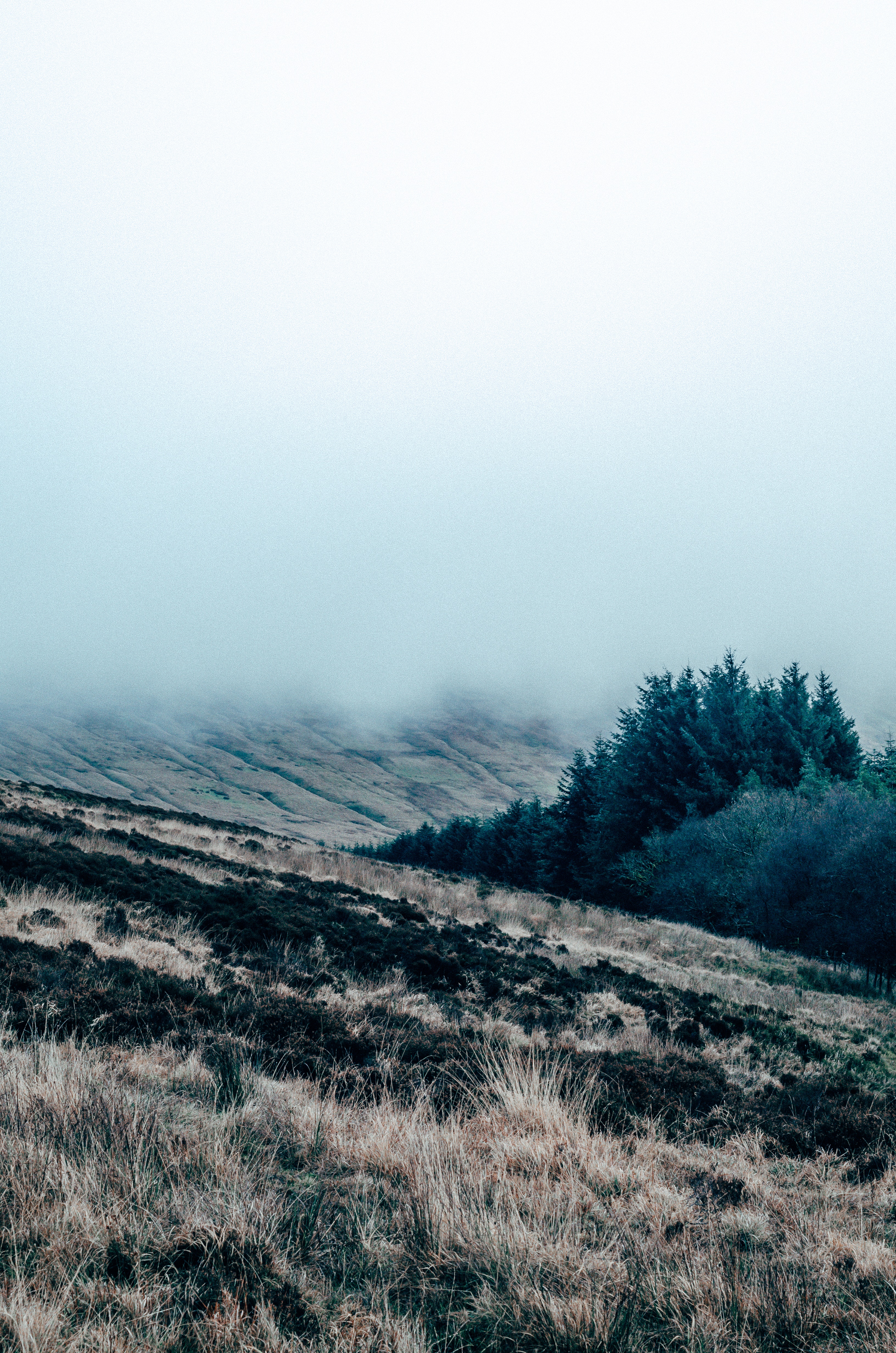 nature, grass, fog, field, mainly cloudy, overcast download HD wallpaper