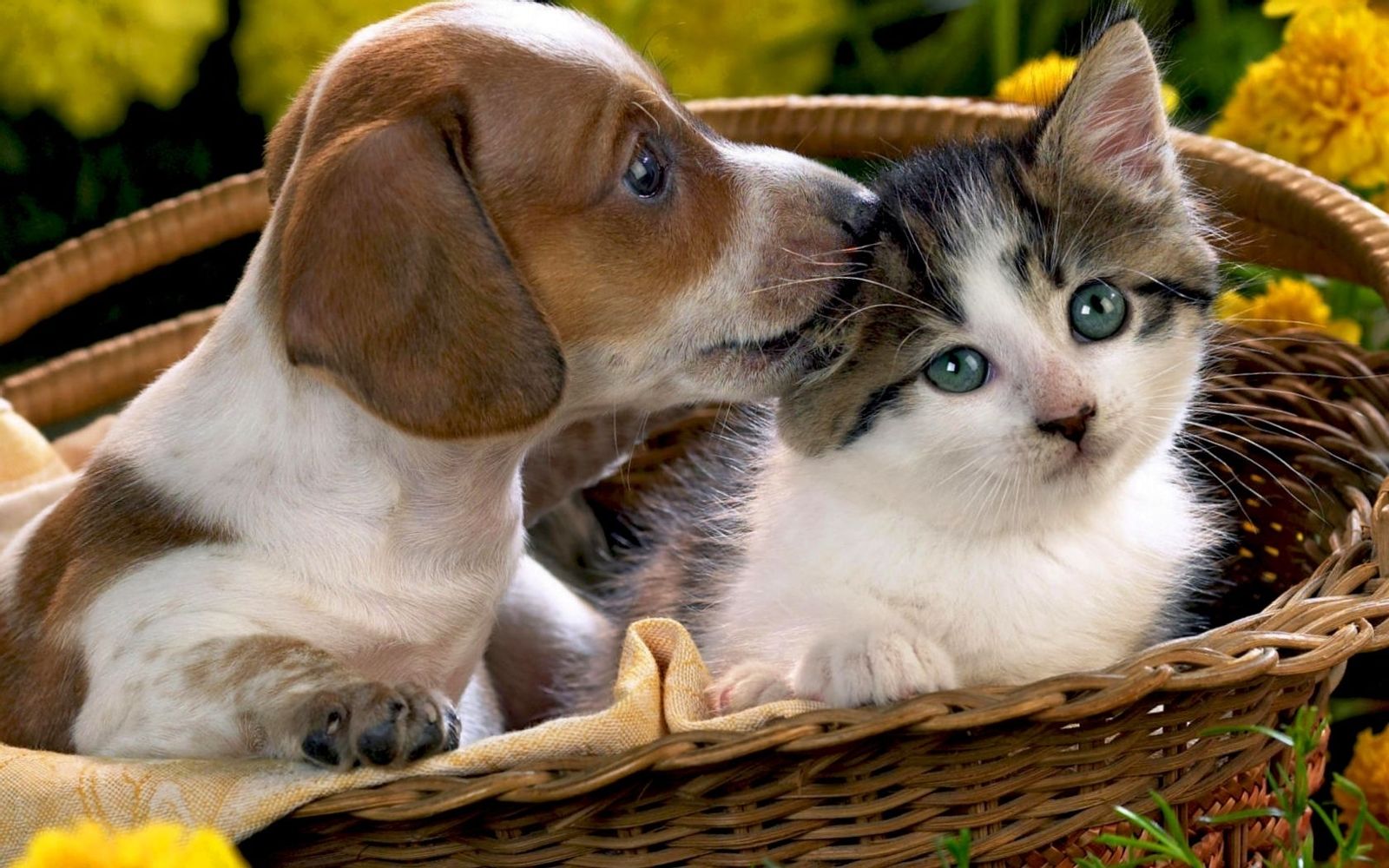 Hintergrundbild für Handys Tiere, Katzen, Hunde, 29992 Bild kostenlos