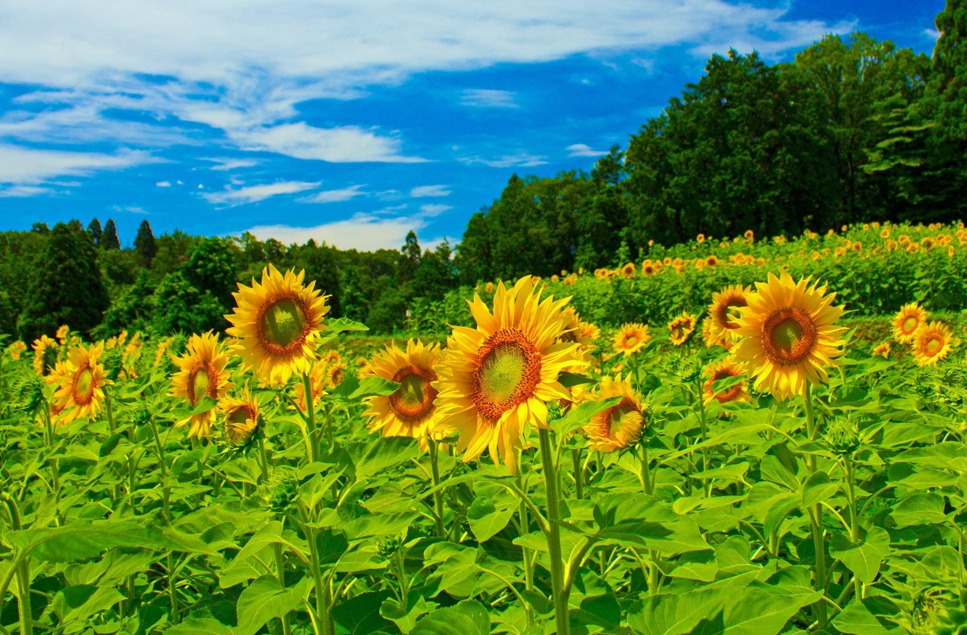 flowers, summer, sunflowers, greens, trees, sky, field High Definition image