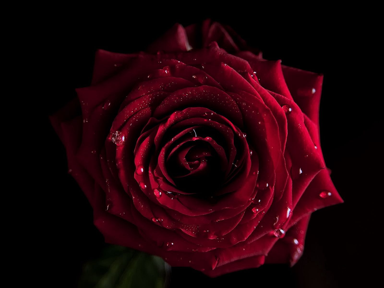Download mobile wallpaper Dark, Flowers, Macro, Rose Flower, Rose for free.