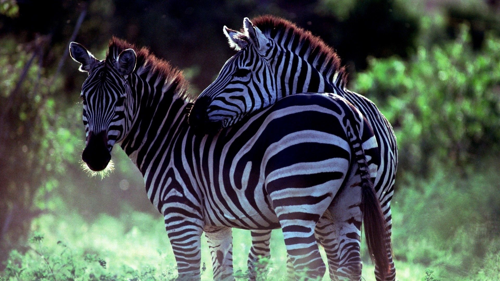 animals, zebra, couple, pair, stroll, care wallpaper for mobile