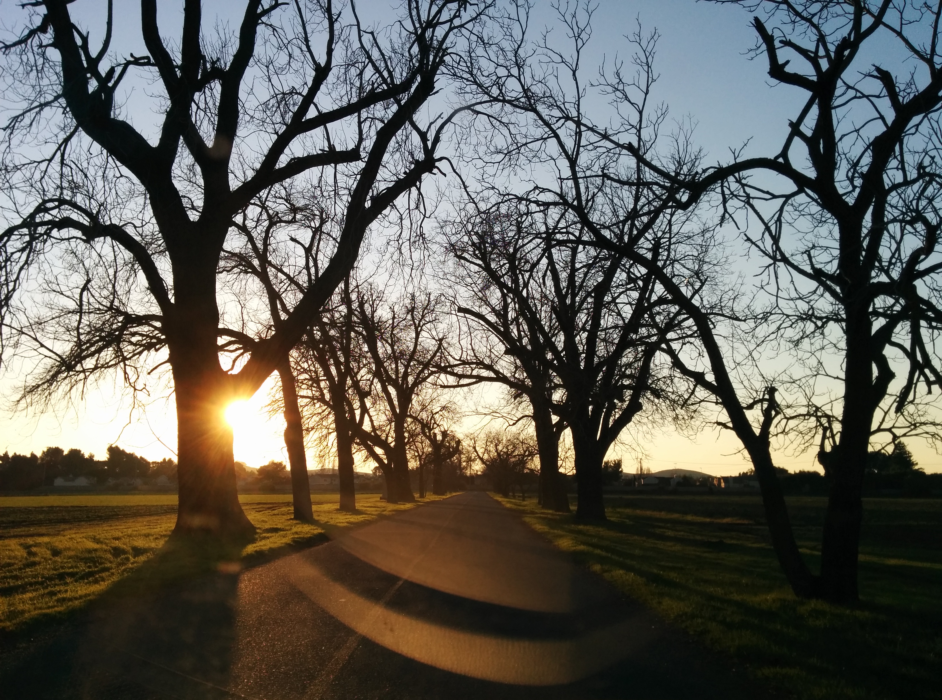 trees, nature, road, sunset Cell Phone Image