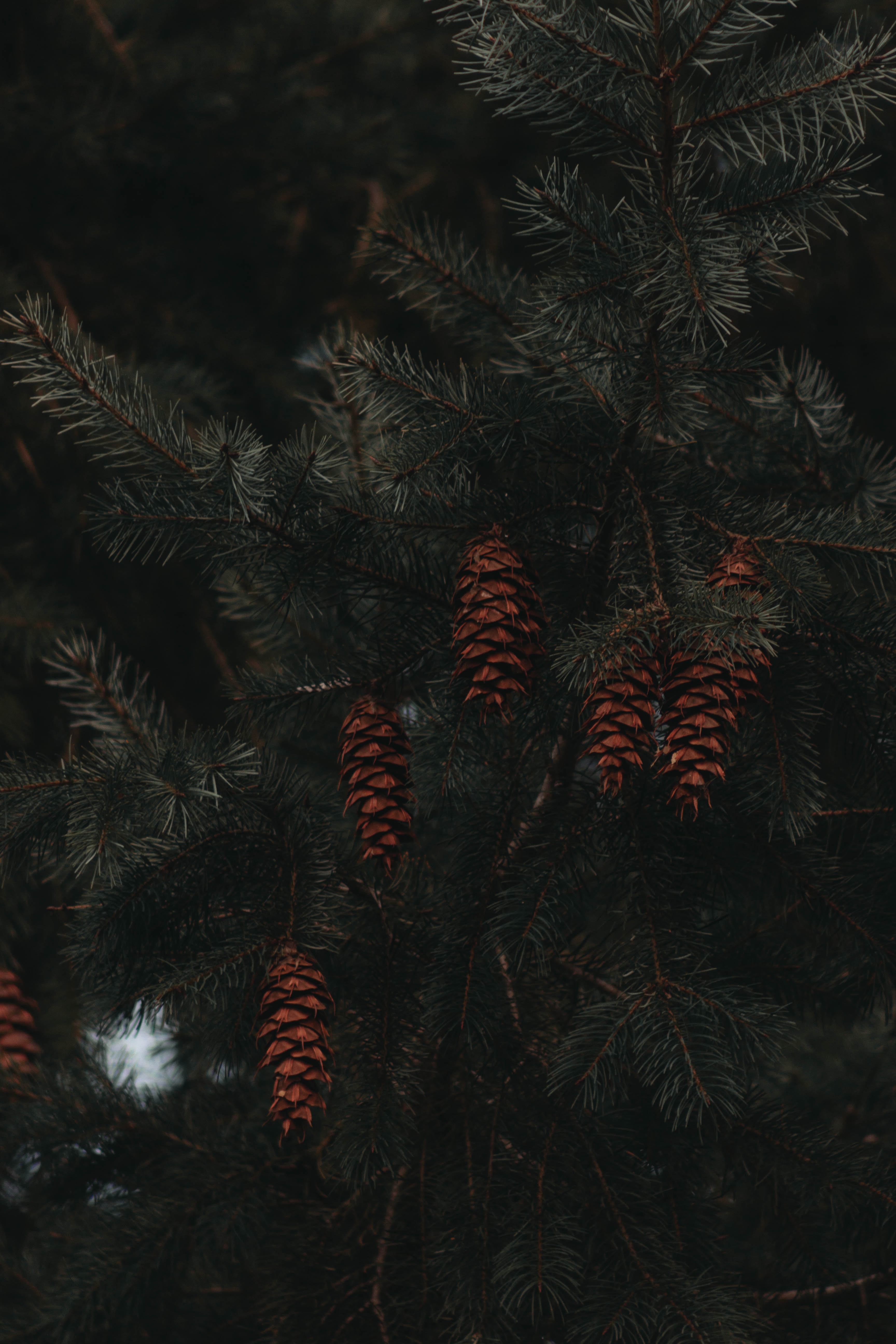 branches, fir, macro, spruce Cones HQ Background Images