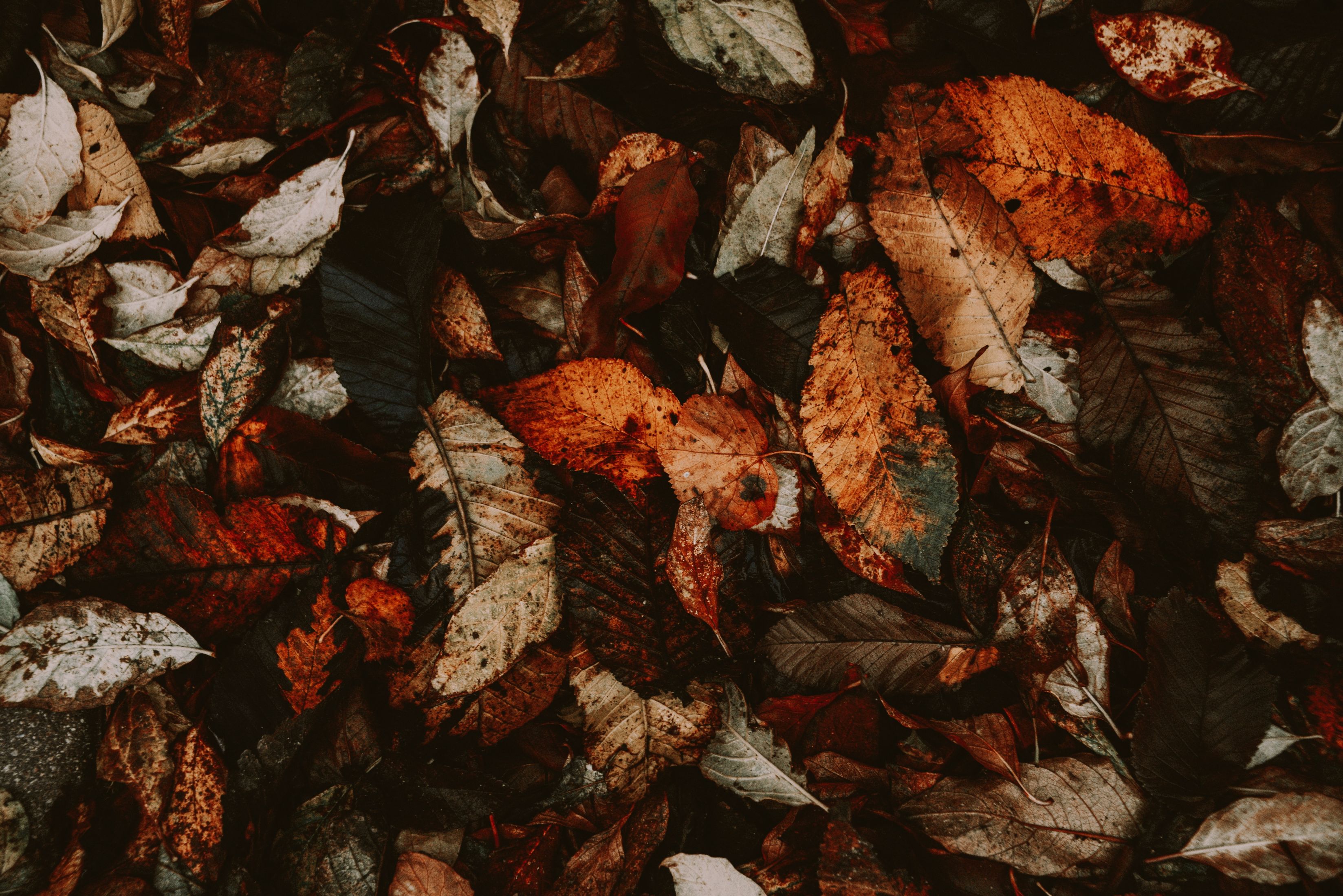 Download mobile wallpaper: Dry, Fallen, Leaves, Foliage, Macro, Autumn ...