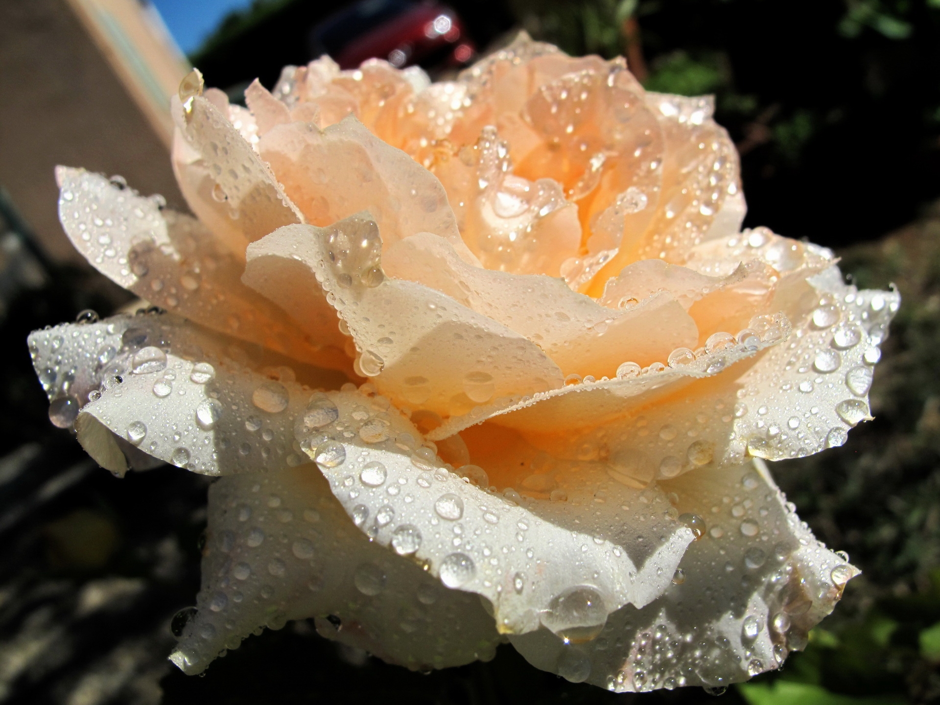 drops, macro, rose flower, rose, bud, freshness, tenderness 8K